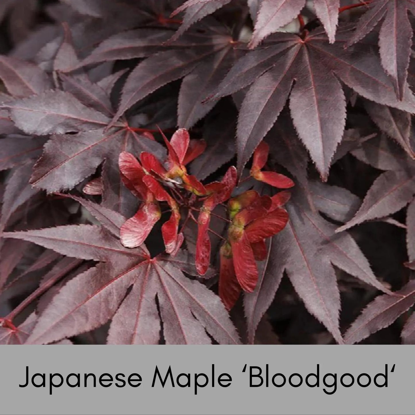 JAPANESE MAPLE 'BLOODGOOD' - 4" Cup - Asian Garden - Free Shipping