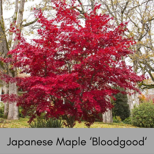 JAPANESE MAPLE 'BLOODGOOD' - 4" Cup - Asian Garden - Free Shipping