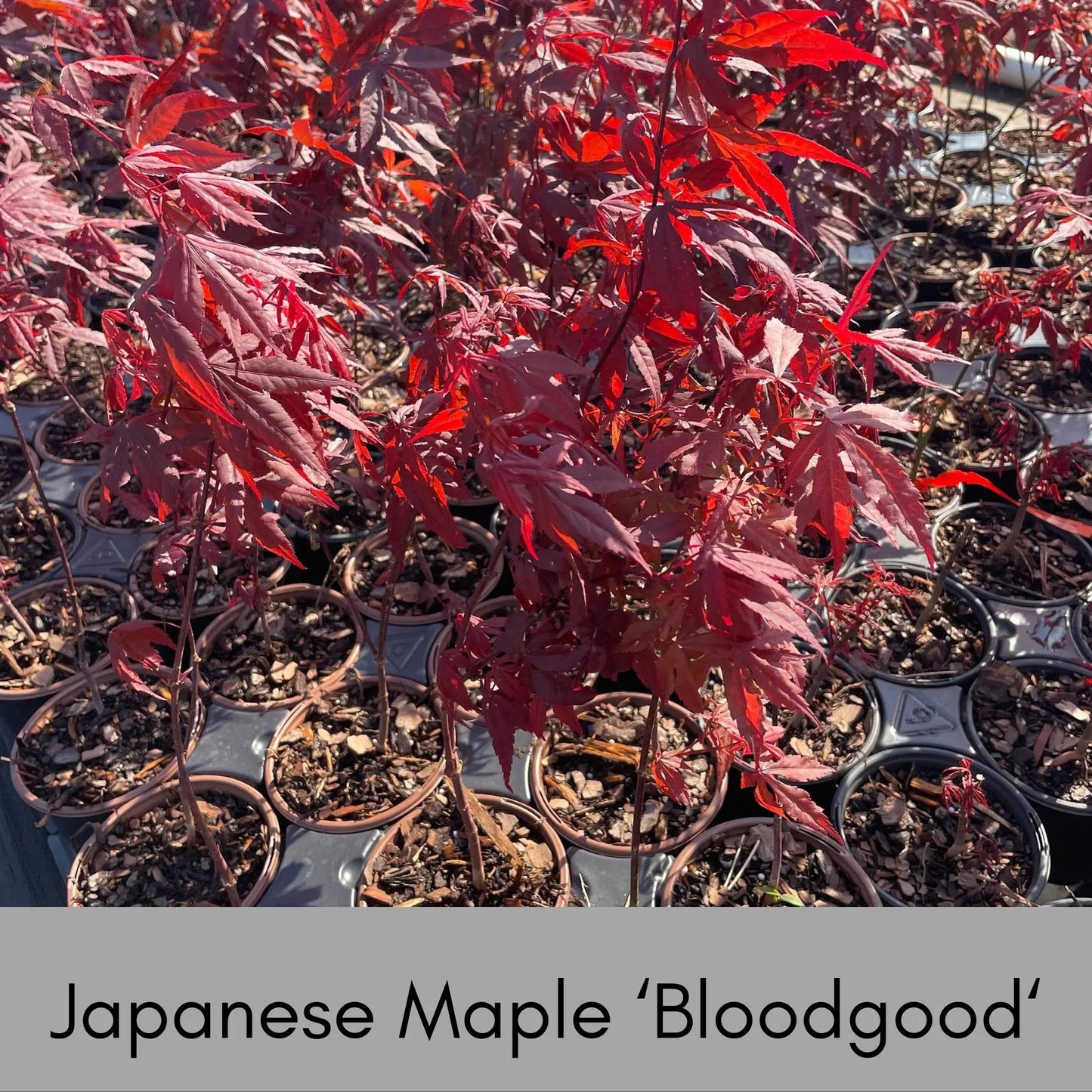 JAPANESE MAPLE 'BLOODGOOD' - 4" Cup - Asian Garden - Free Shipping