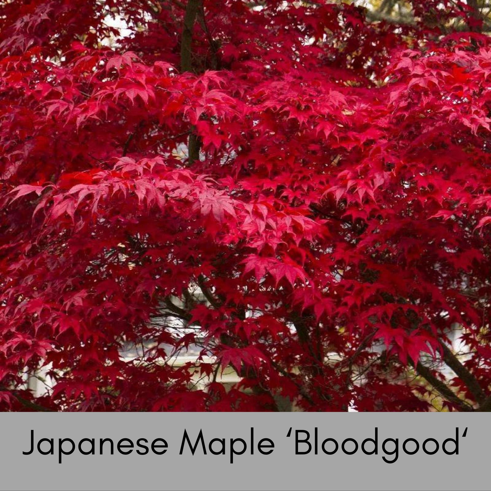 JAPANESE MAPLE 'BLOODGOOD' - 4" Cup - Asian Garden - Free Shipping