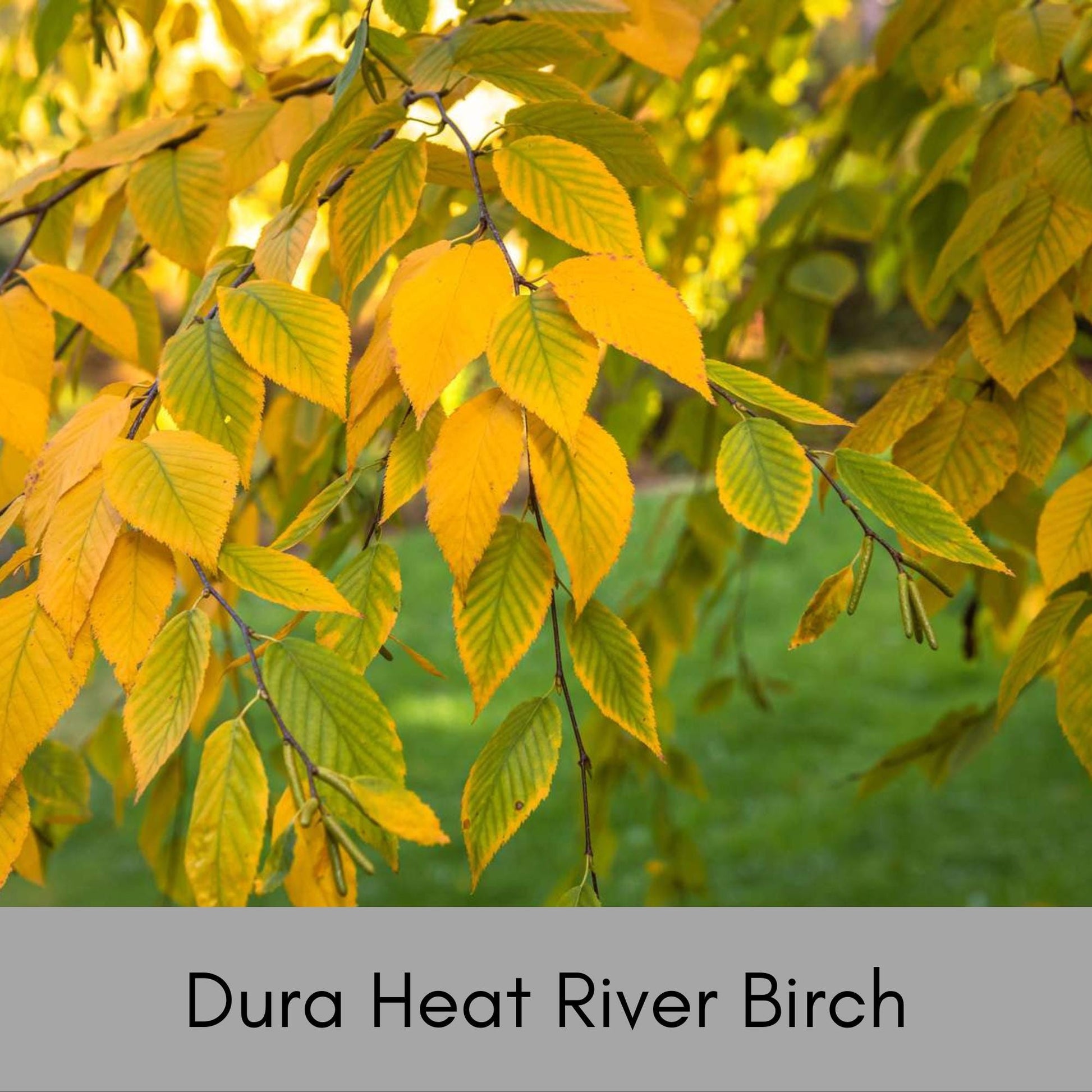 RIVER BIRCH TREE - 5 Gallon Tree 4 to 5 Feet Tall - Free Shipping On All Orders! - Very Fast Growing Shade Tree!