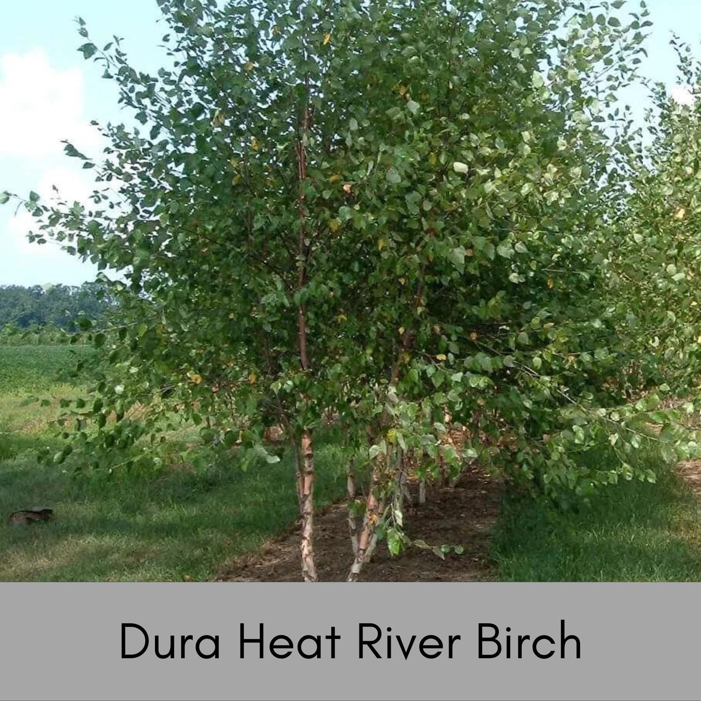 RIVER BIRCH TREE - 5 Gallon Tree 4 to 5 Feet Tall - Free Shipping On All Orders! - Very Fast Growing Shade Tree!