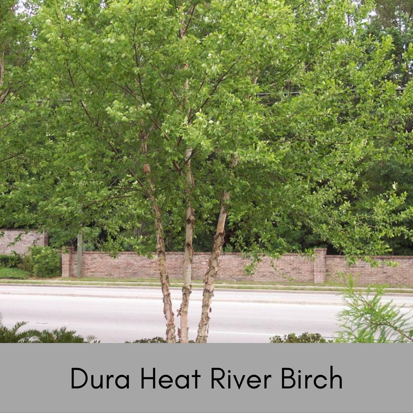 RIVER BIRCH TREE - 5 Gallon Tree 4 to 5 Feet Tall - Free Shipping On All Orders! - Very Fast Growing Shade Tree!