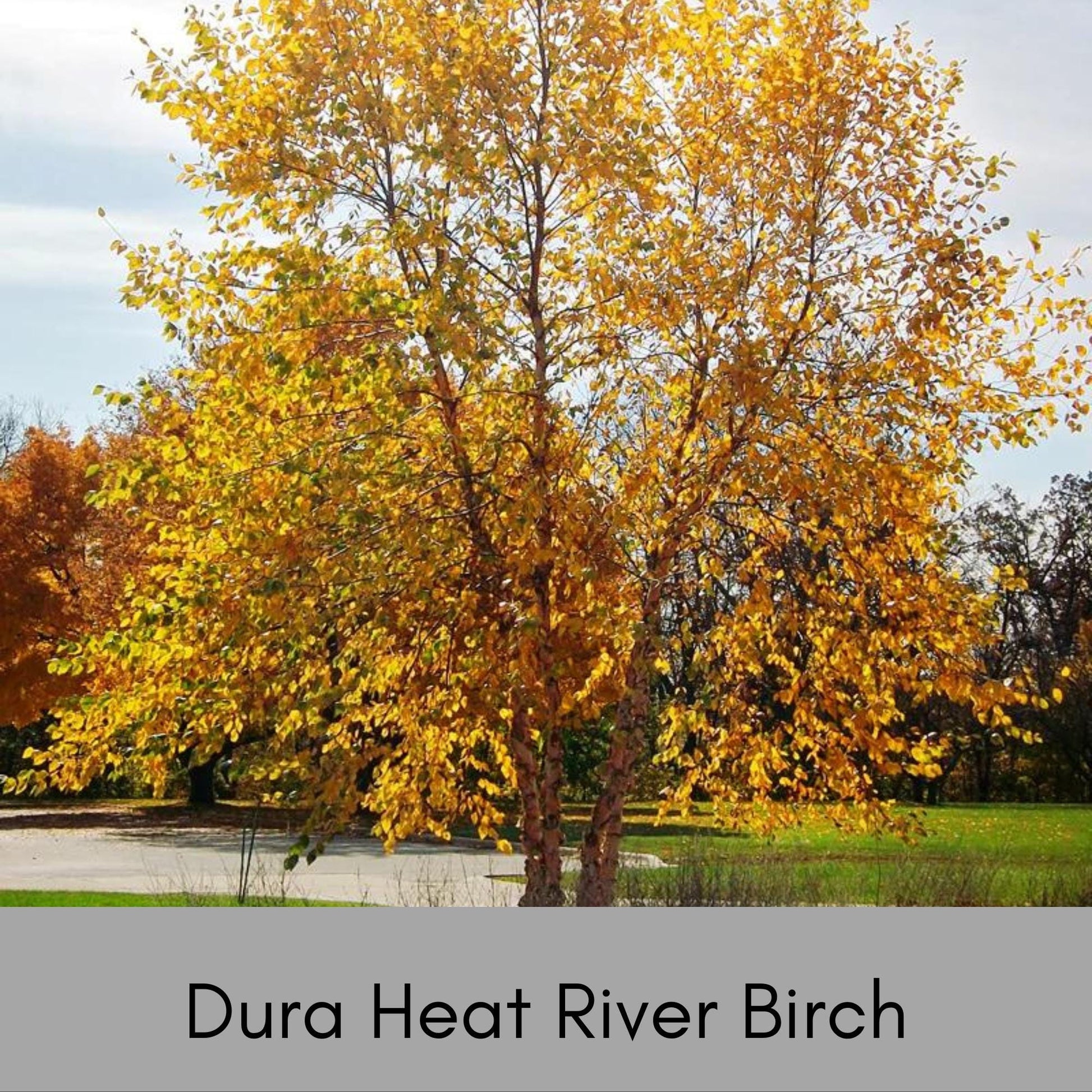 RIVER BIRCH TREE - 5 Gallon Tree 4 to 5 Feet Tall - Free Shipping On All Orders! - Very Fast Growing Shade Tree!