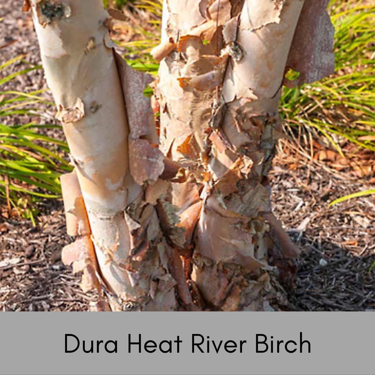 RIVER BIRCH TREE - 5 Gallon Tree 4 to 5 Feet Tall - Free Shipping On All Orders! - Very Fast Growing Shade Tree!