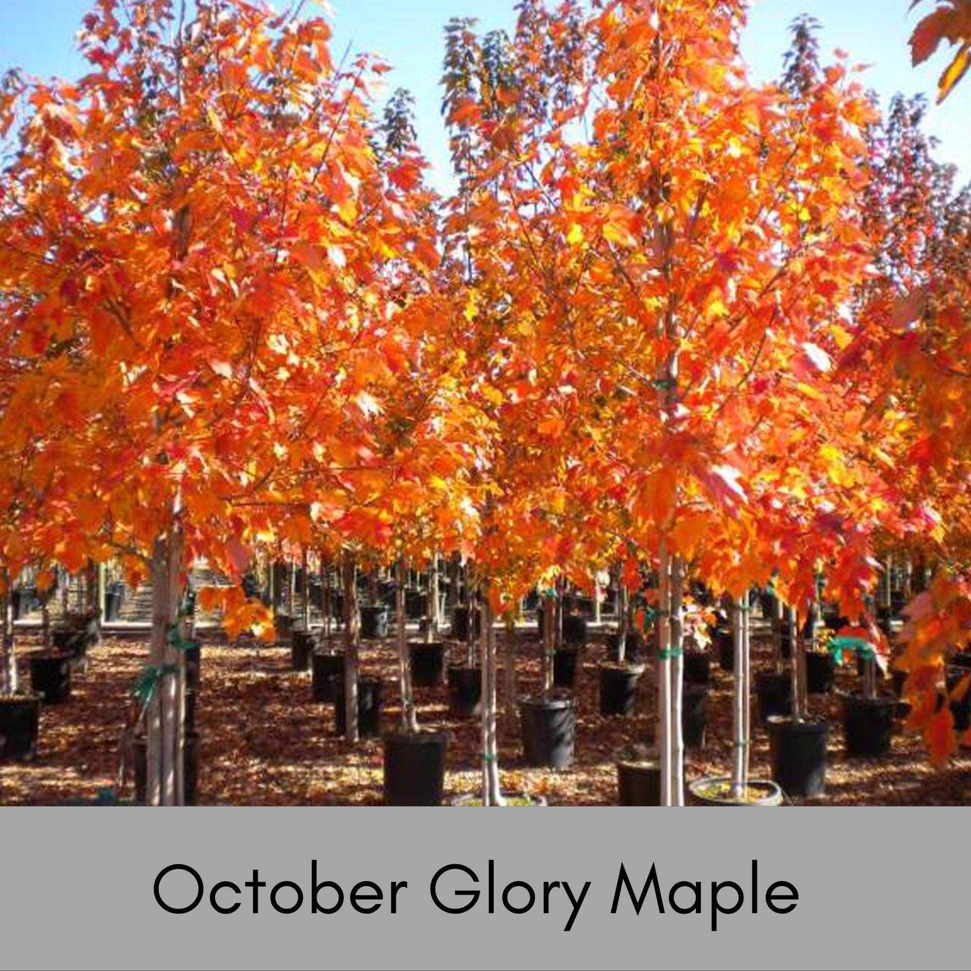 OCTOBER GLORY MAPLE | Fall Foliage Extra! | 4 to 5 Feet Tall