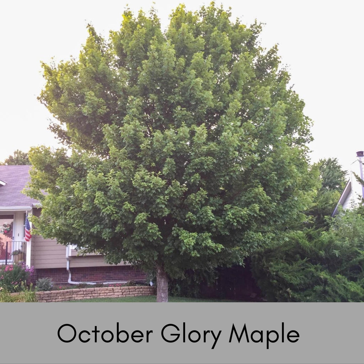 OCTOBER GLORY MAPLE | Fall Foliage Extra! | 4 to 5 Feet Tall