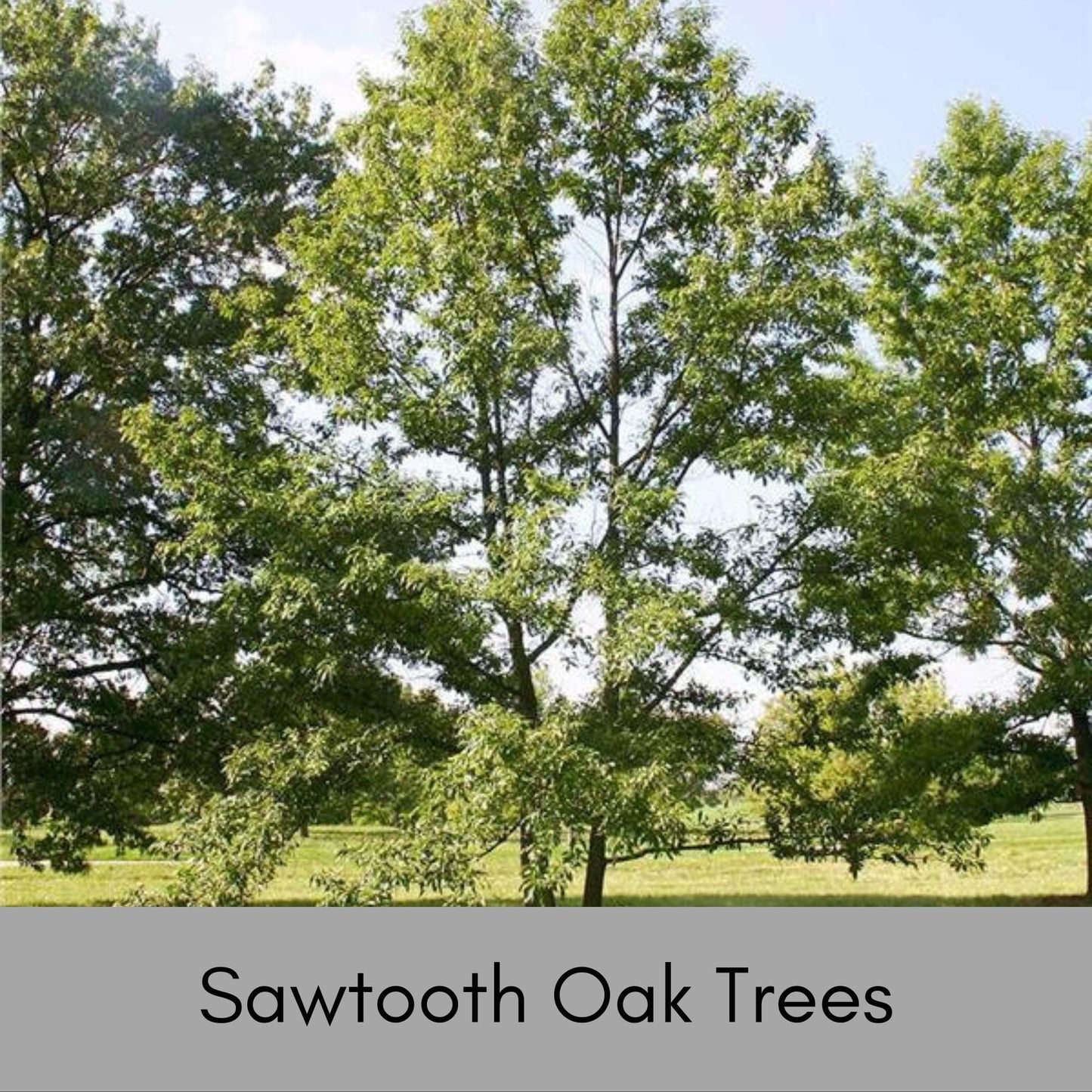 SAWTOOTH OAK TREES! - Wildlife love these!! Free Shipping!