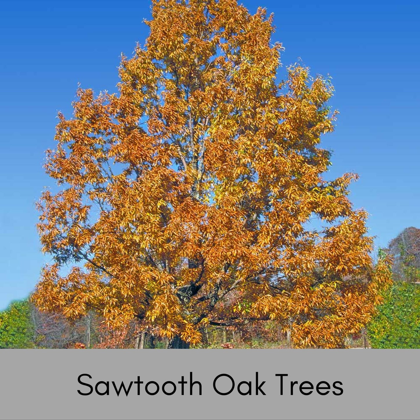 SAWTOOTH OAK TREES! - Wildlife love these!! Free Shipping!