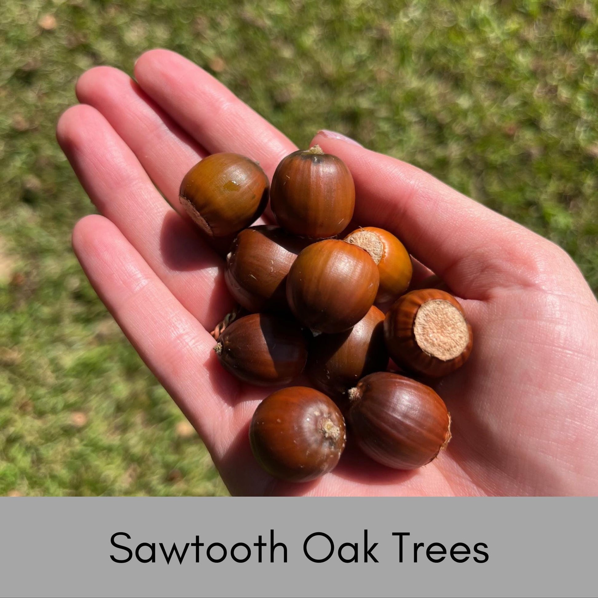 SAWTOOTH OAK TREES! - Wildlife love these!! Free Shipping!