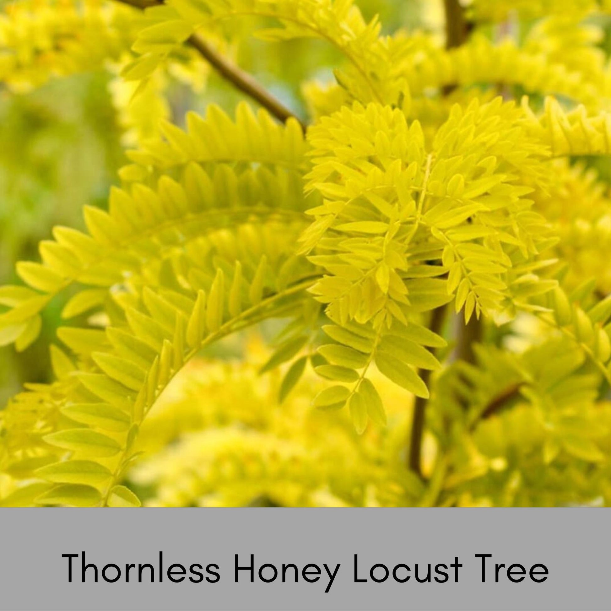 Thornless Honey Locust Tree – Perfect for Native Plant Landscapes