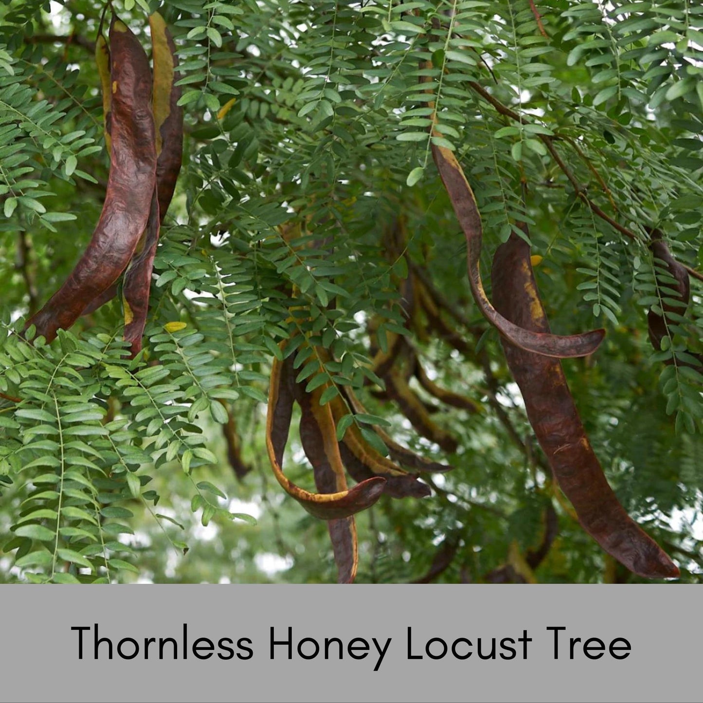 Thornless Honey Locust Tree – Perfect for Native Plant Landscapes