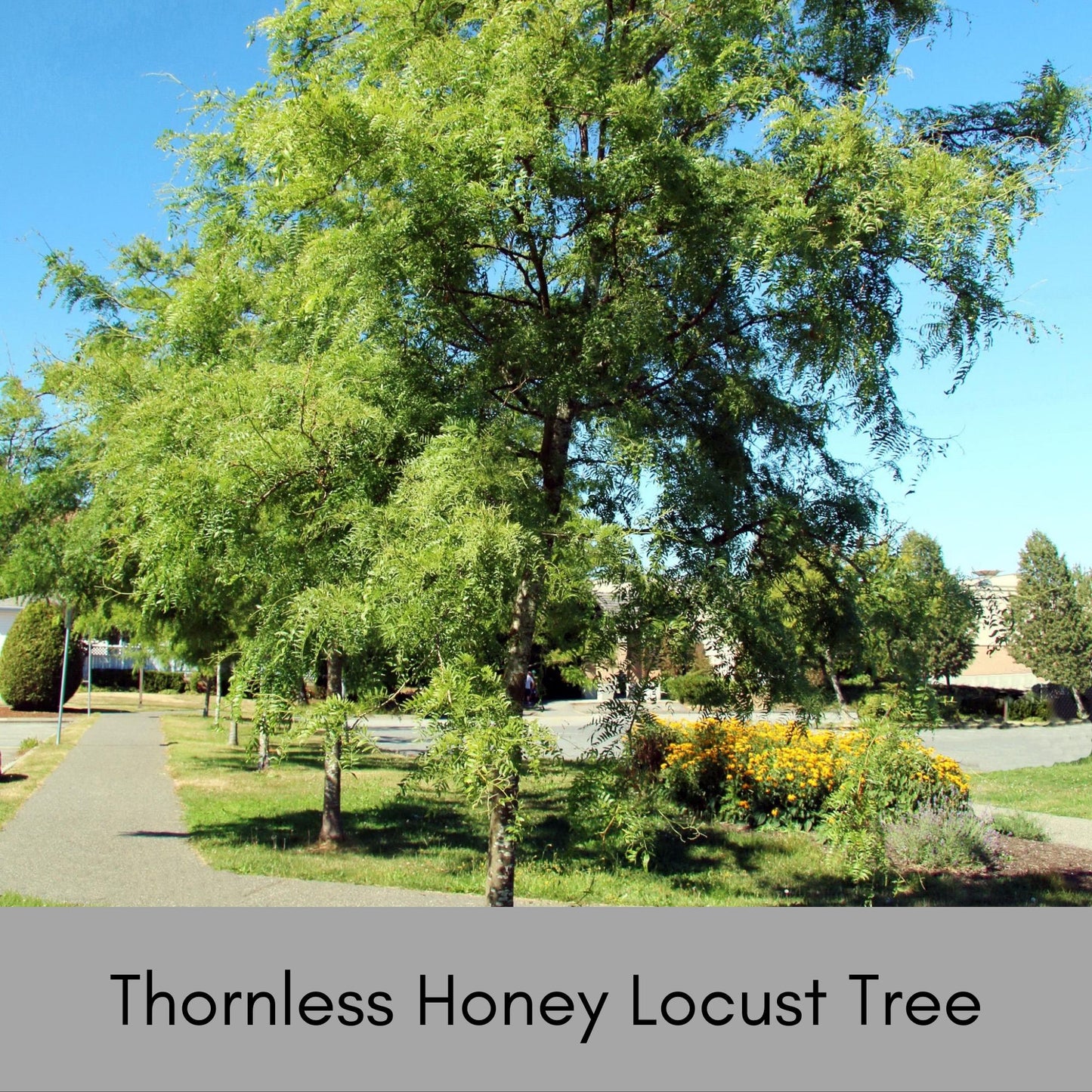 Thornless Honey Locust Tree – Perfect for Native Plant Landscapes