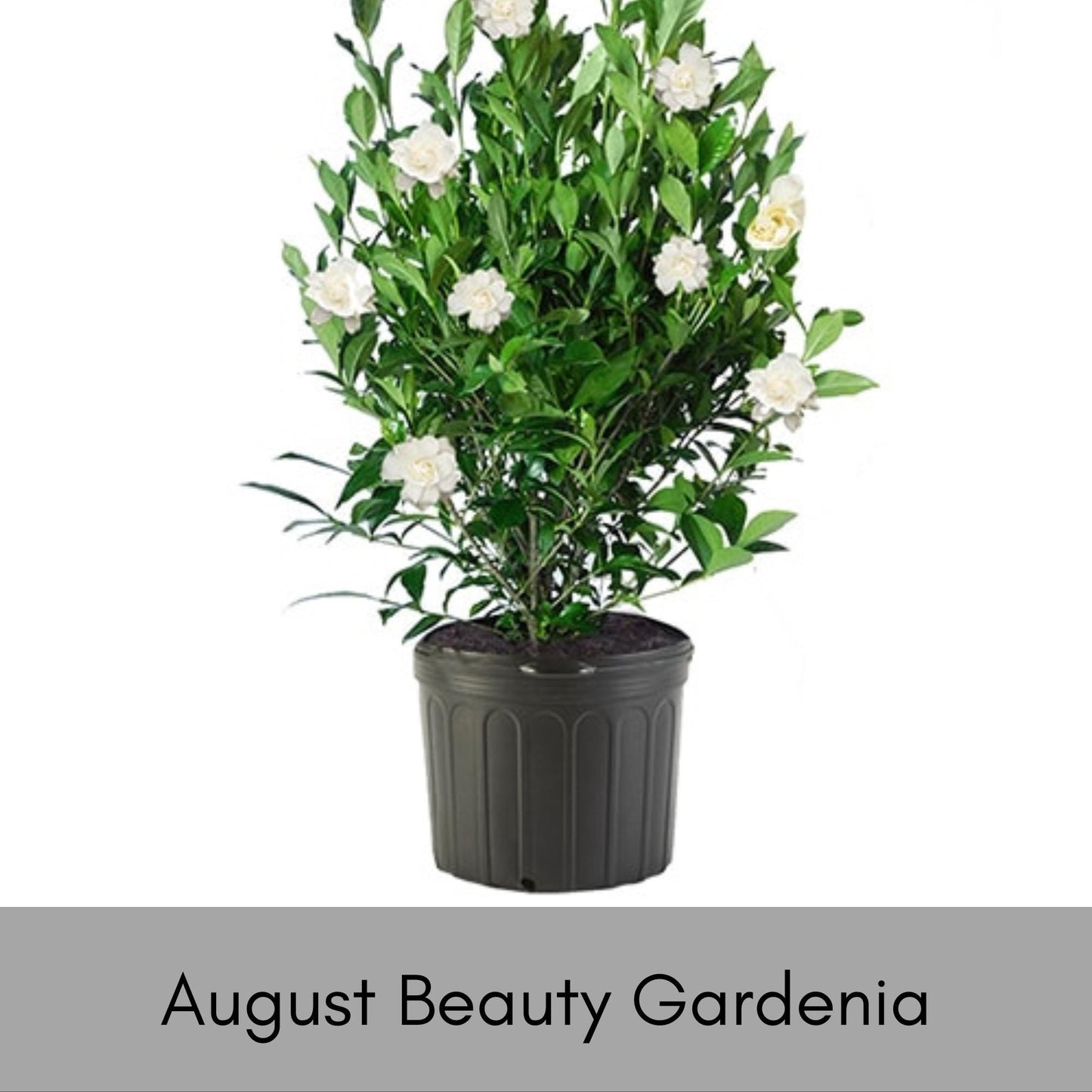 AUGUST BEAUTY GARDENIA - 3 Gallon Plant - Free Shipping! - Big Fragrant White Blooms