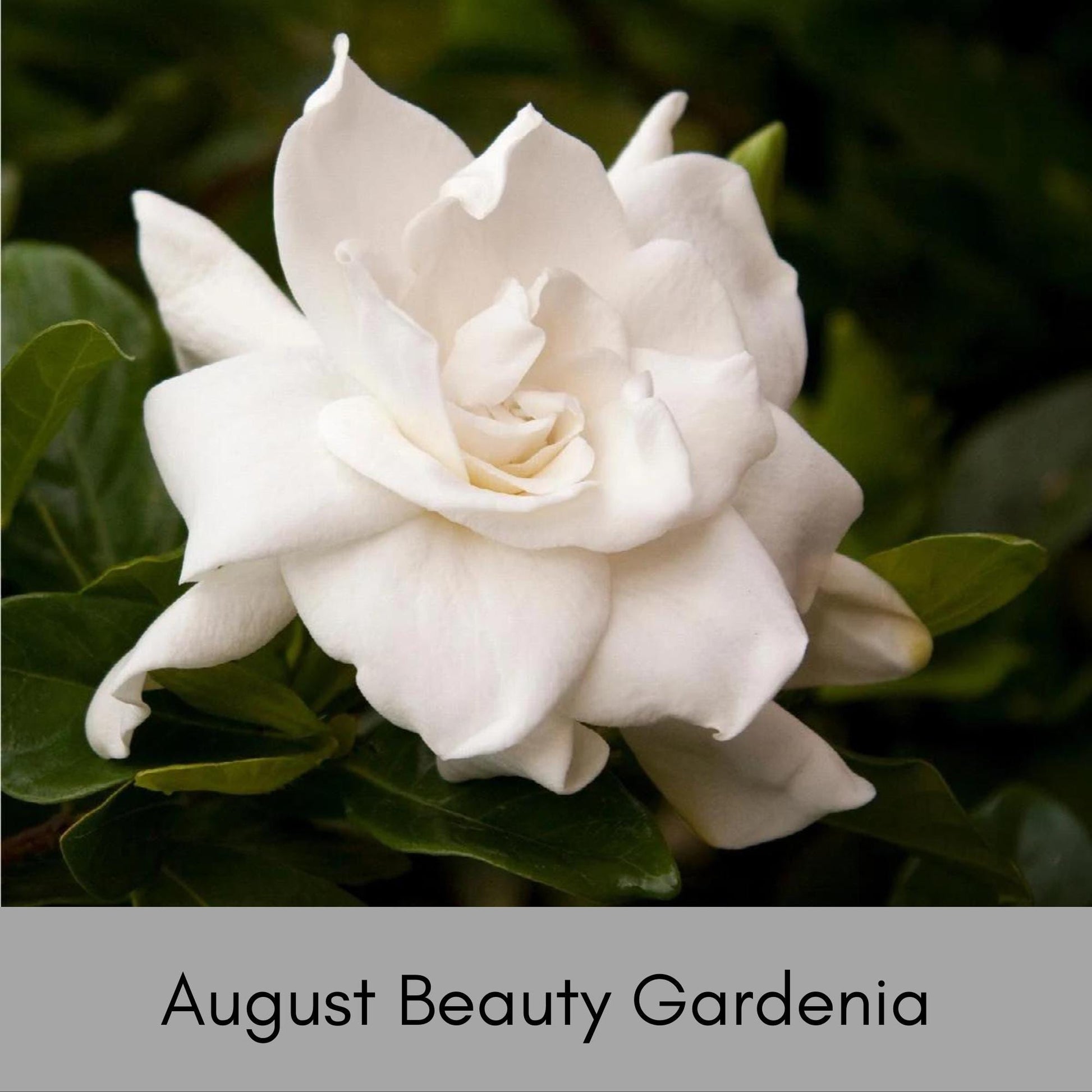 AUGUST BEAUTY GARDENIA - 3 Gallon Plant - Free Shipping! - Big Fragrant White Blooms