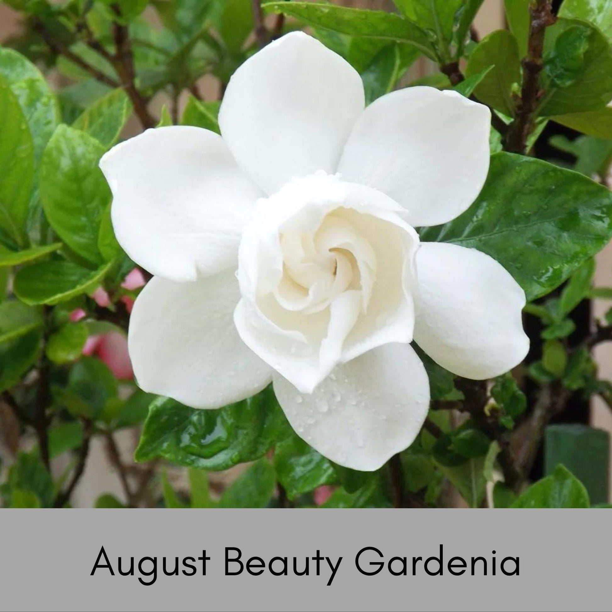 AUGUST BEAUTY GARDENIA - 3 Gallon Plant - Free Shipping! - Big Fragrant White Blooms