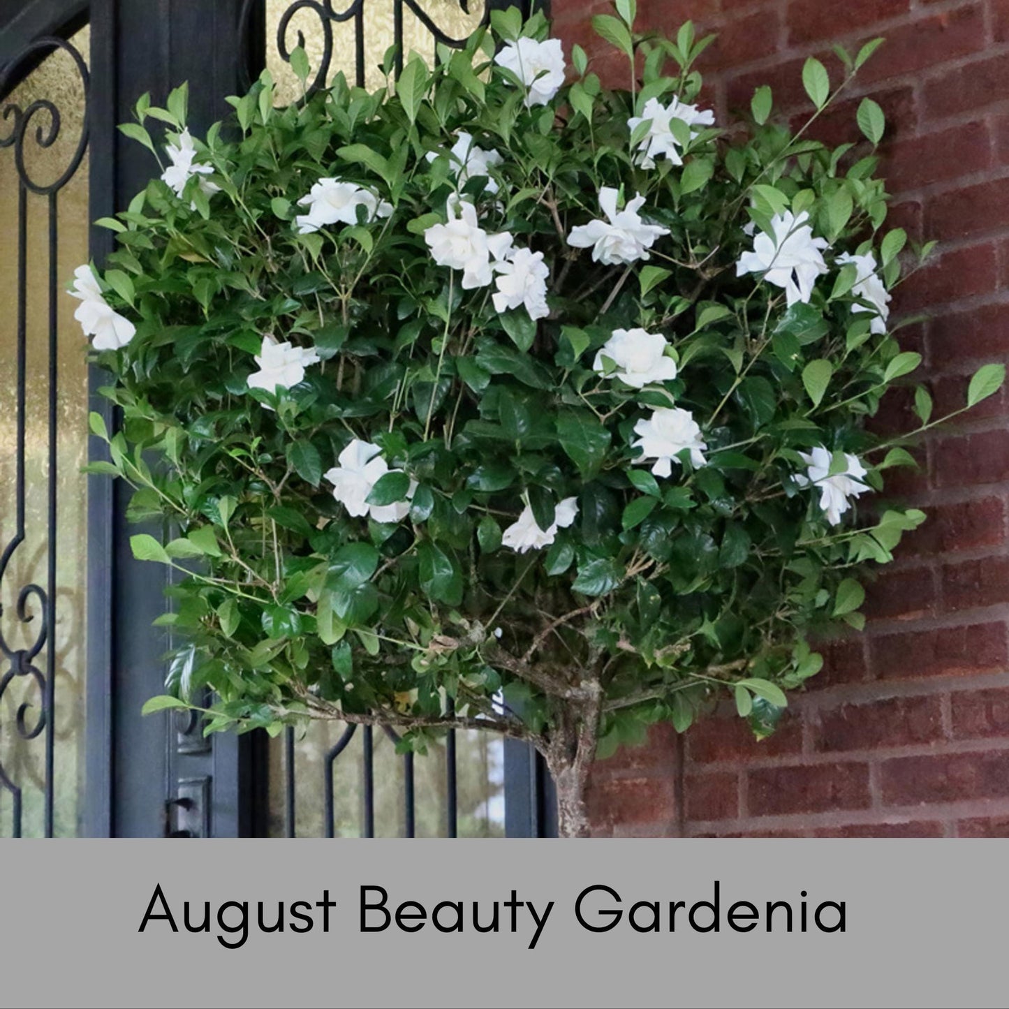 AUGUST BEAUTY GARDENIA - 3 Gallon Plant - Free Shipping! - Big Fragrant White Blooms