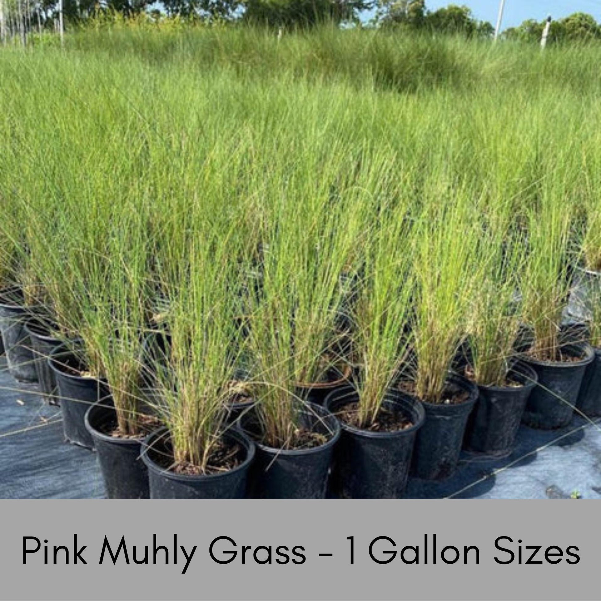 MUHLY GRASS - PINK - Quart Size - Free Shipping!