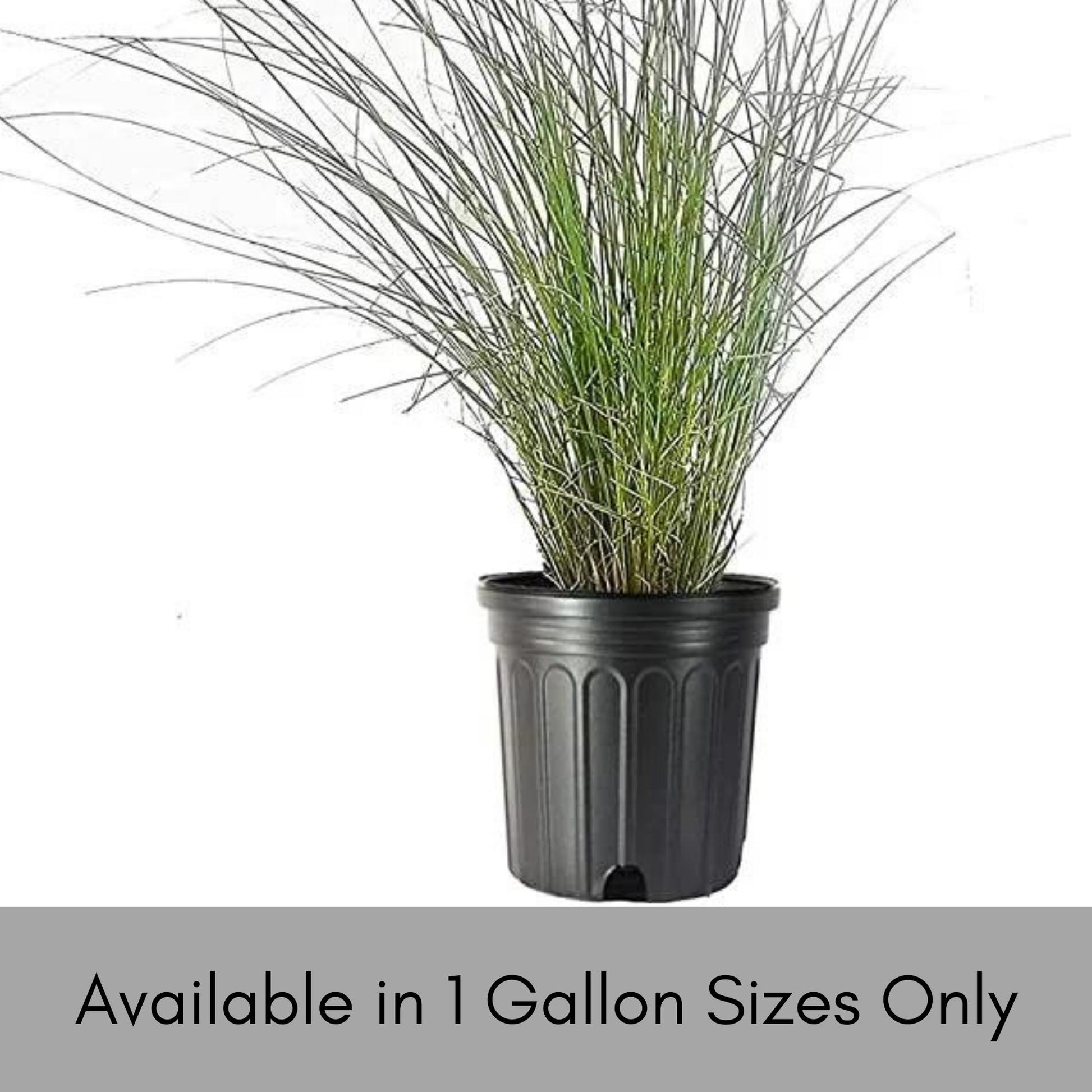 MUHLY GRASS - PINK - Quart Size - Free Shipping!