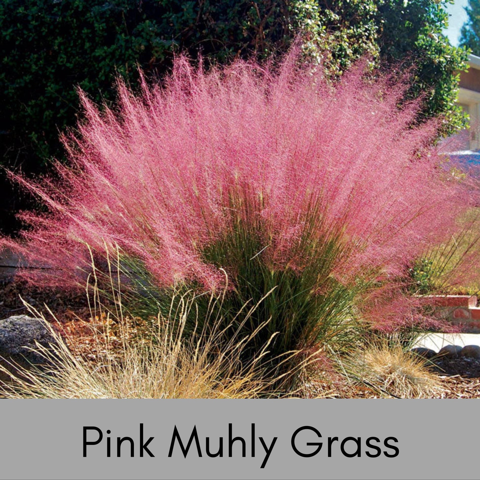 MUHLY GRASS - PINK - Quart Size - Free Shipping!