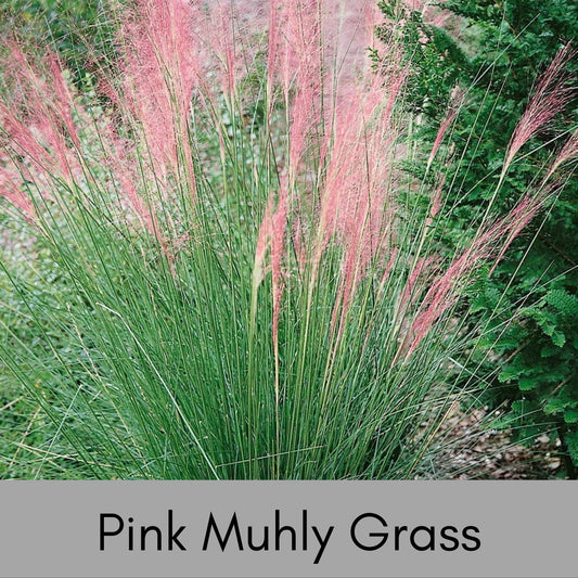 MUHLY GRASS - PINK - Quart Size - Free Shipping!