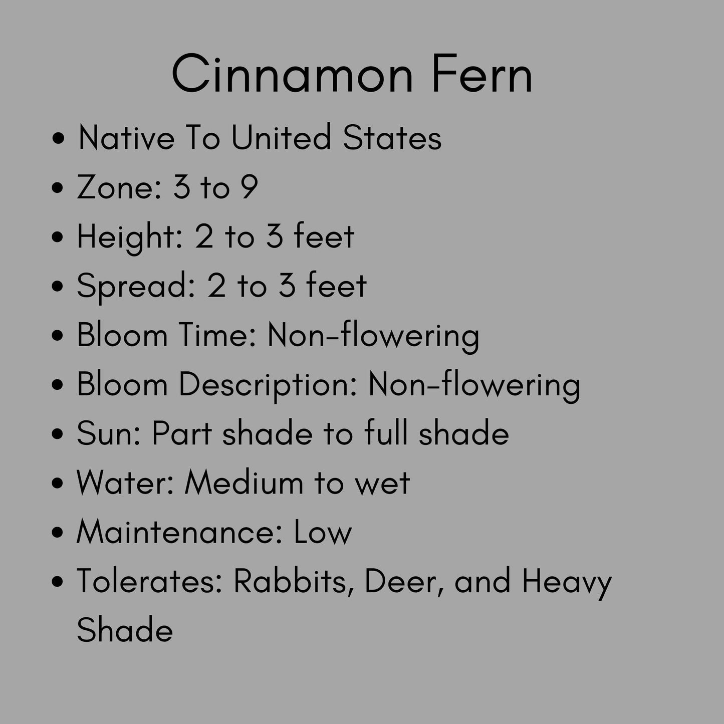 CINNAMON FERNS | 1 Quart Size Plant | Free Shipping!