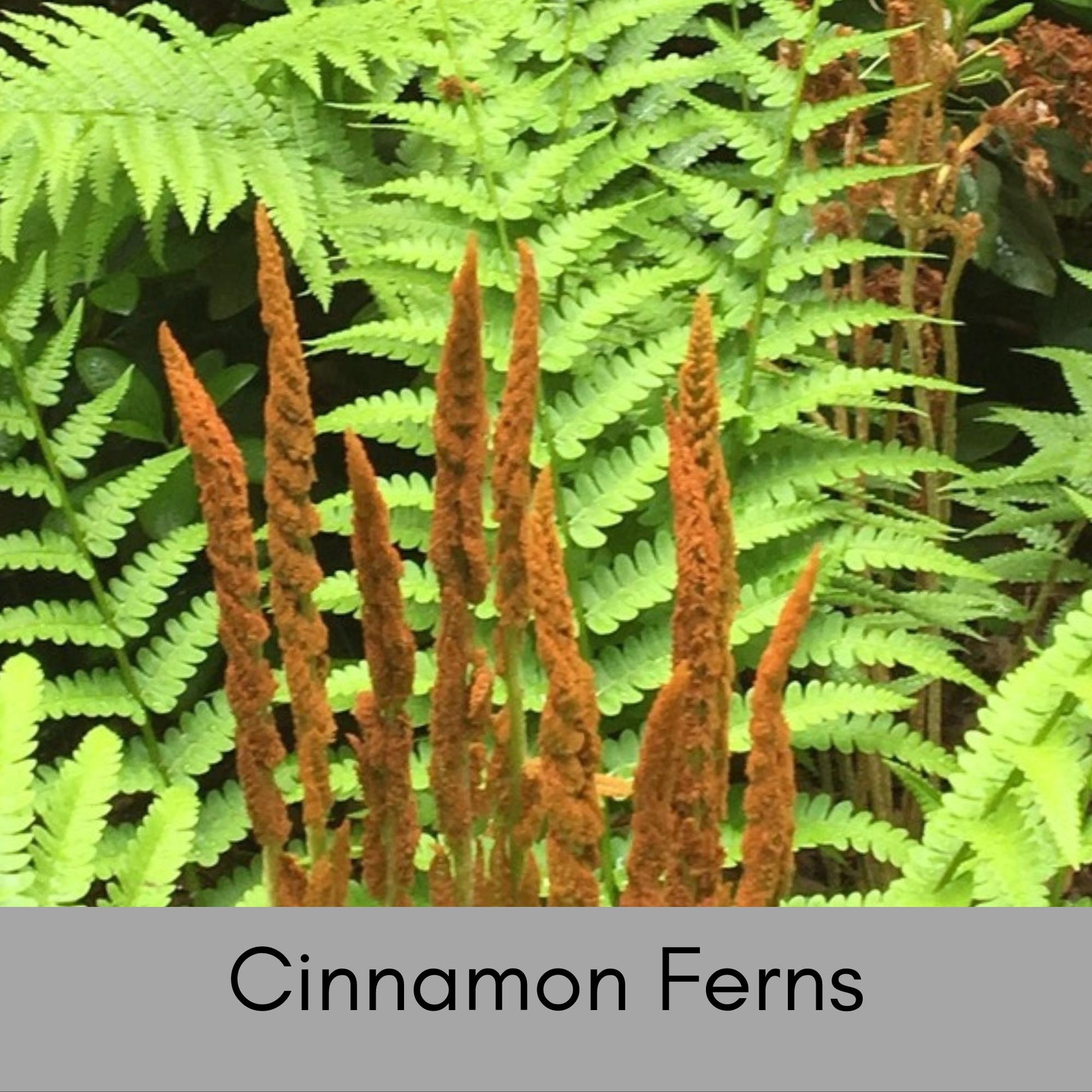 CINNAMON FERNS | 1 Quart Size Plant | Free Shipping!