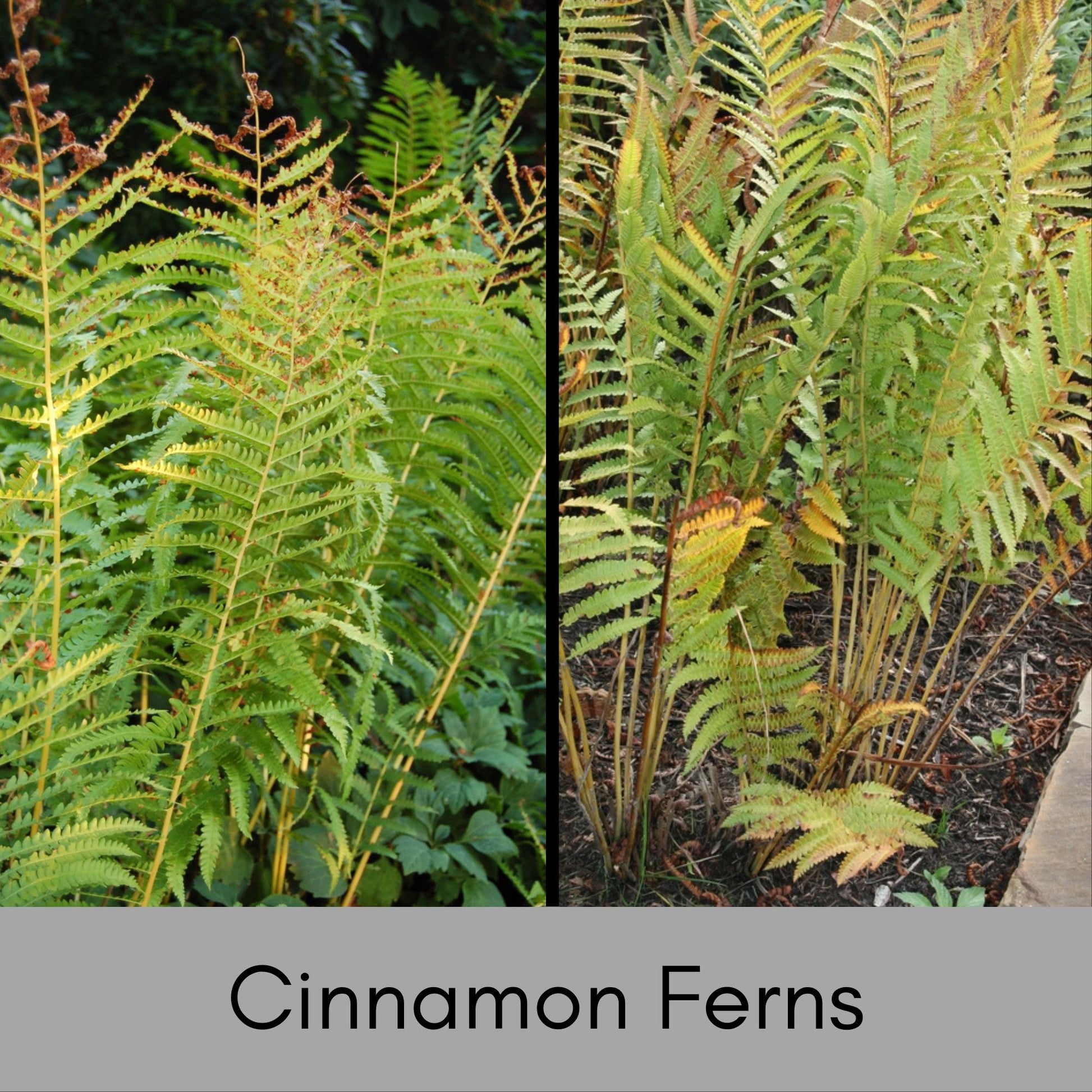 CINNAMON FERNS | 1 Quart Size Plant | Free Shipping!