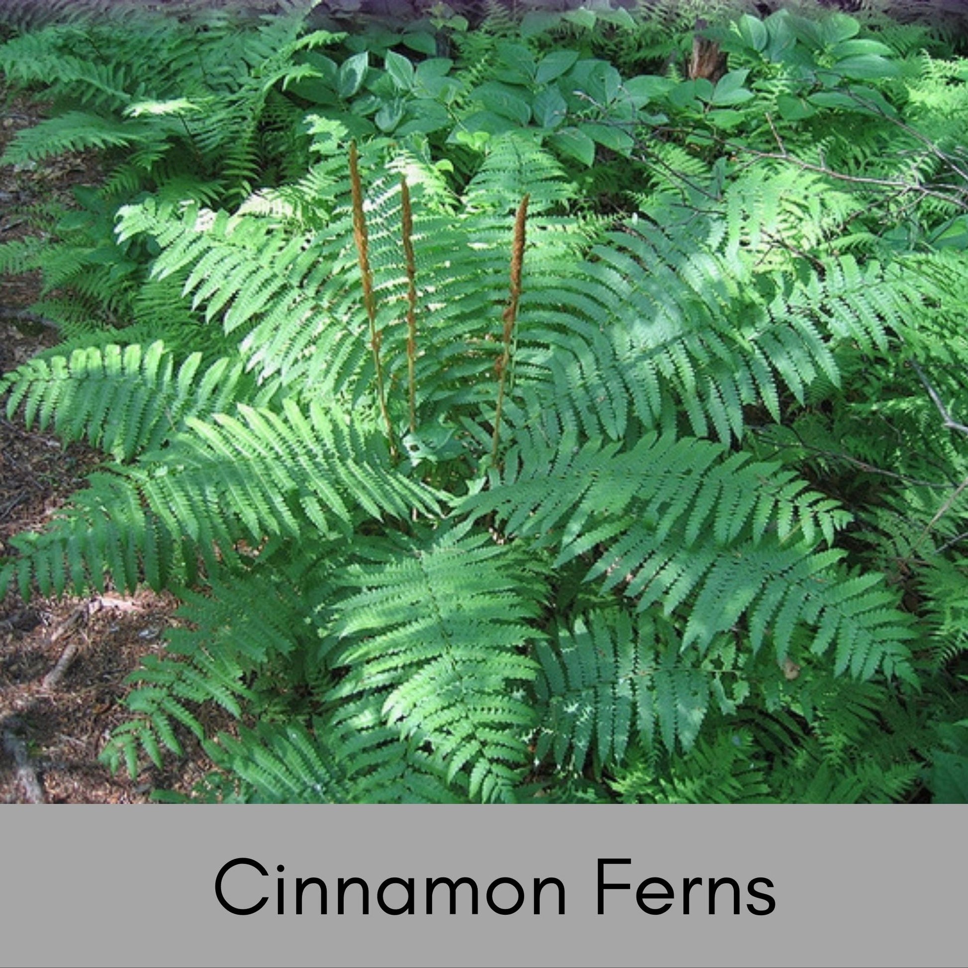 CINNAMON FERNS | 1 Quart Size Plant | Free Shipping!