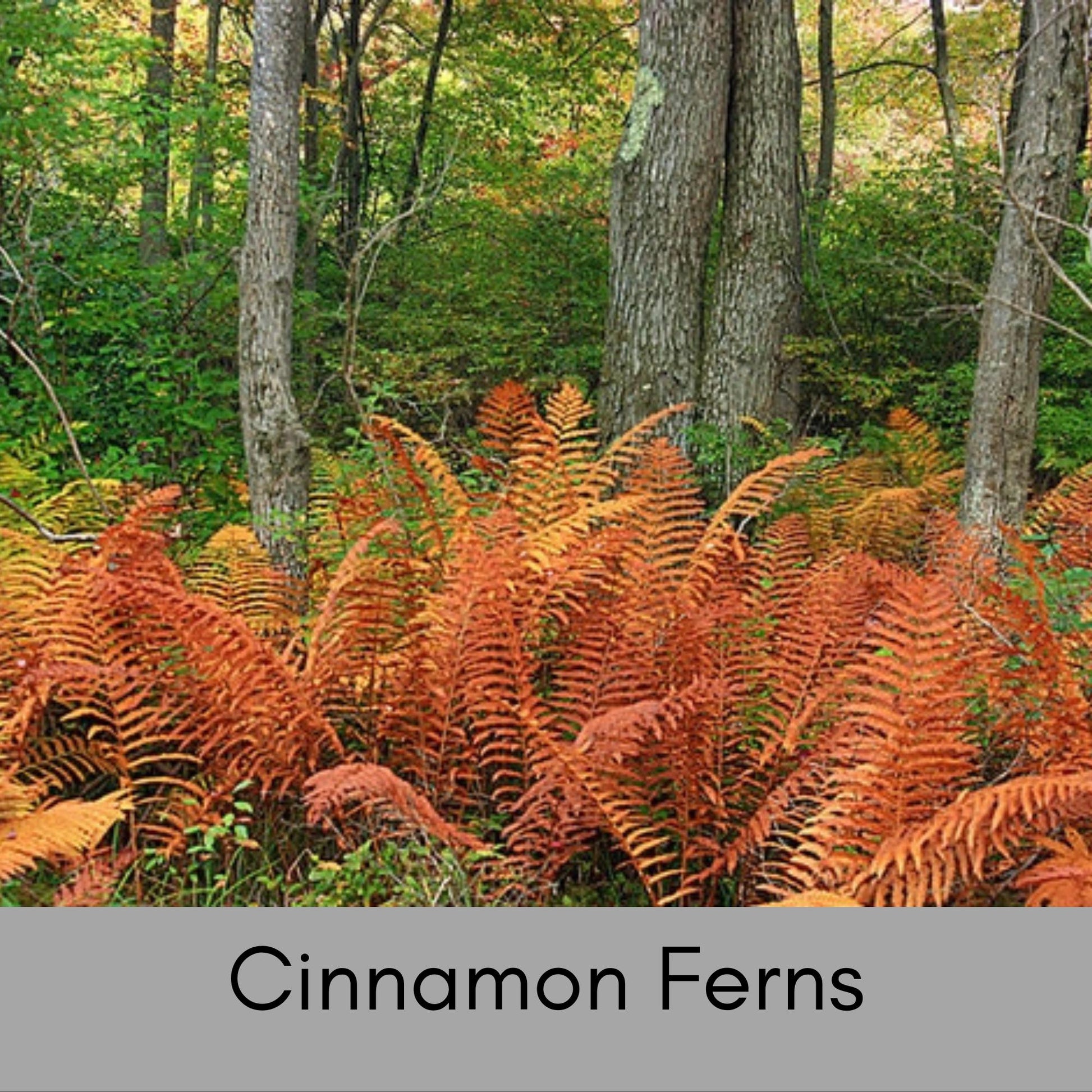 CINNAMON FERNS | 1 Quart Size Plant | Free Shipping!