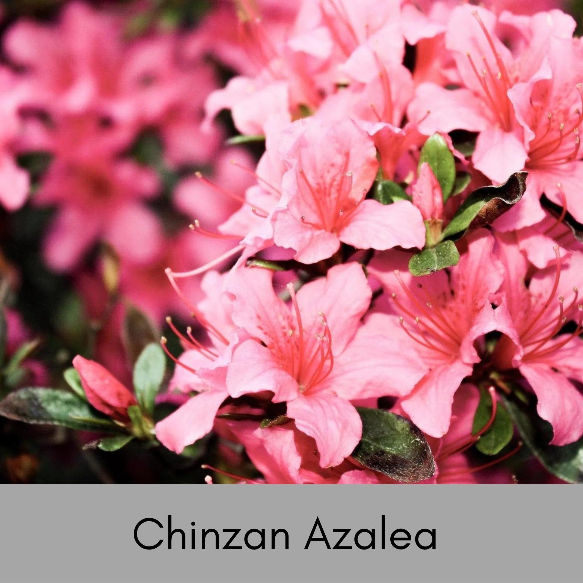 Deep Pink 'Chinzan' Azalea - Bonsai Tree - 1 Gallon