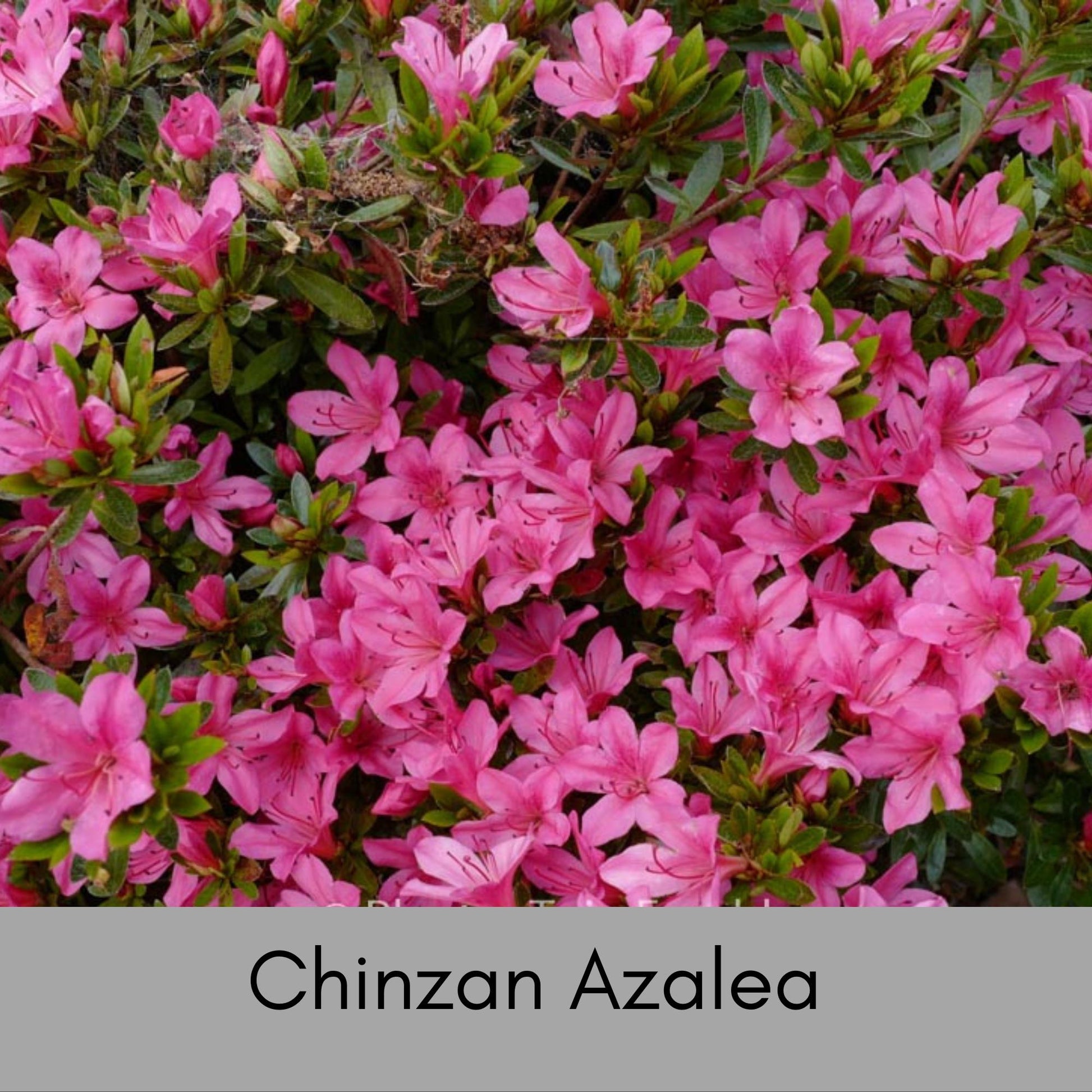 Deep Pink 'Chinzan' Azalea - Bonsai Tree - 1 Gallon