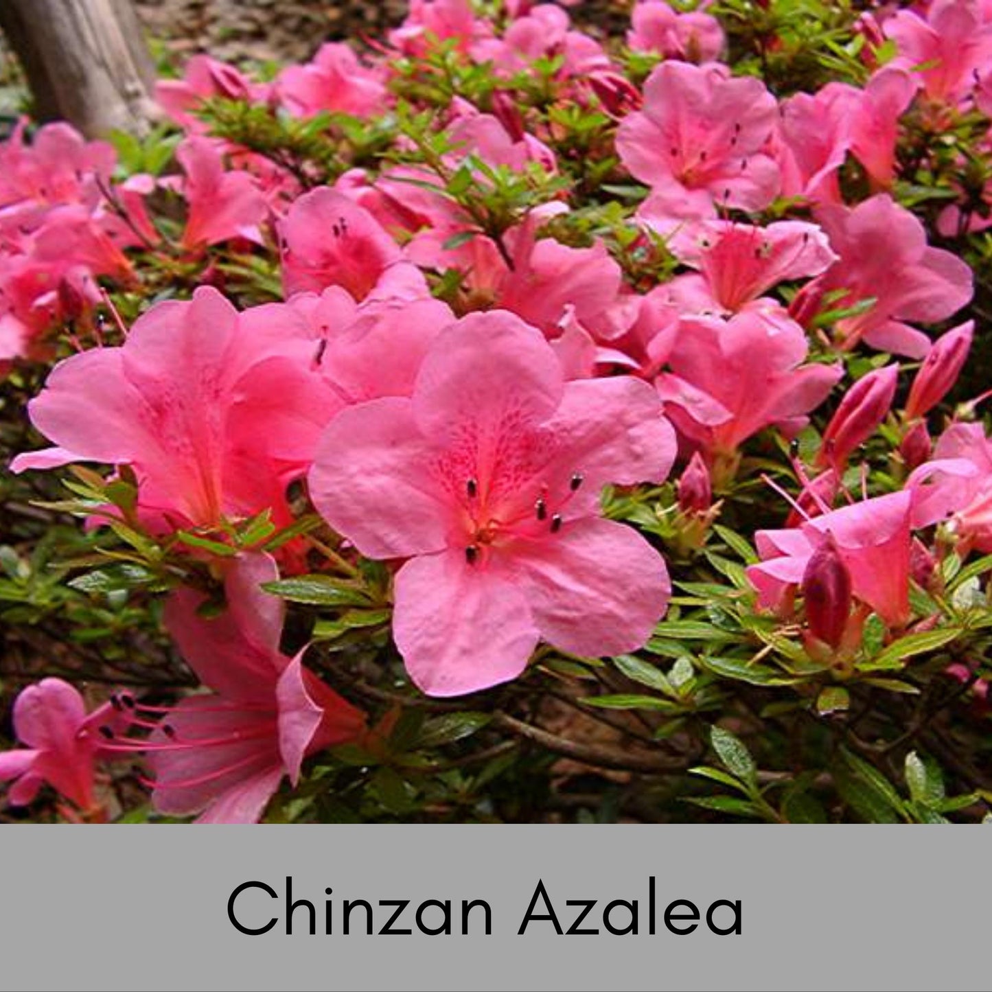 Deep Pink 'Chinzan' Azalea - Bonsai Tree - 1 Gallon