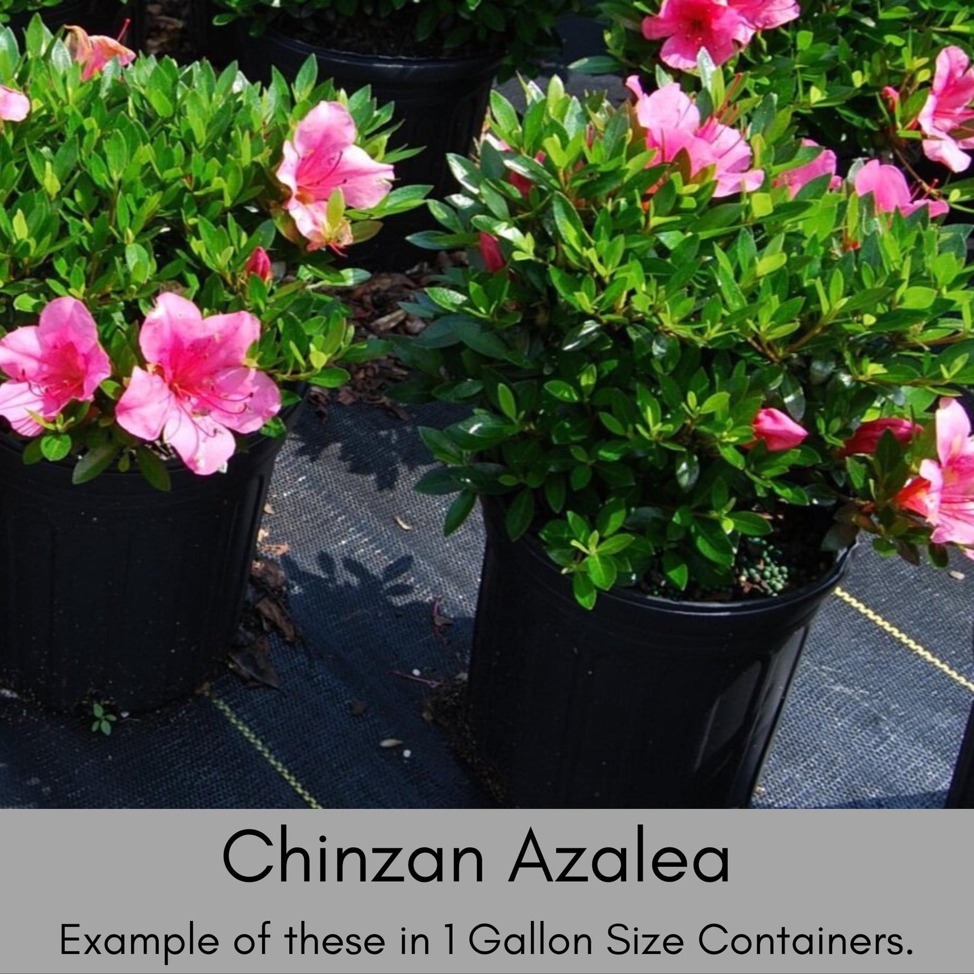 Deep Pink 'Chinzan' Azalea - Bonsai Tree - 1 Gallon