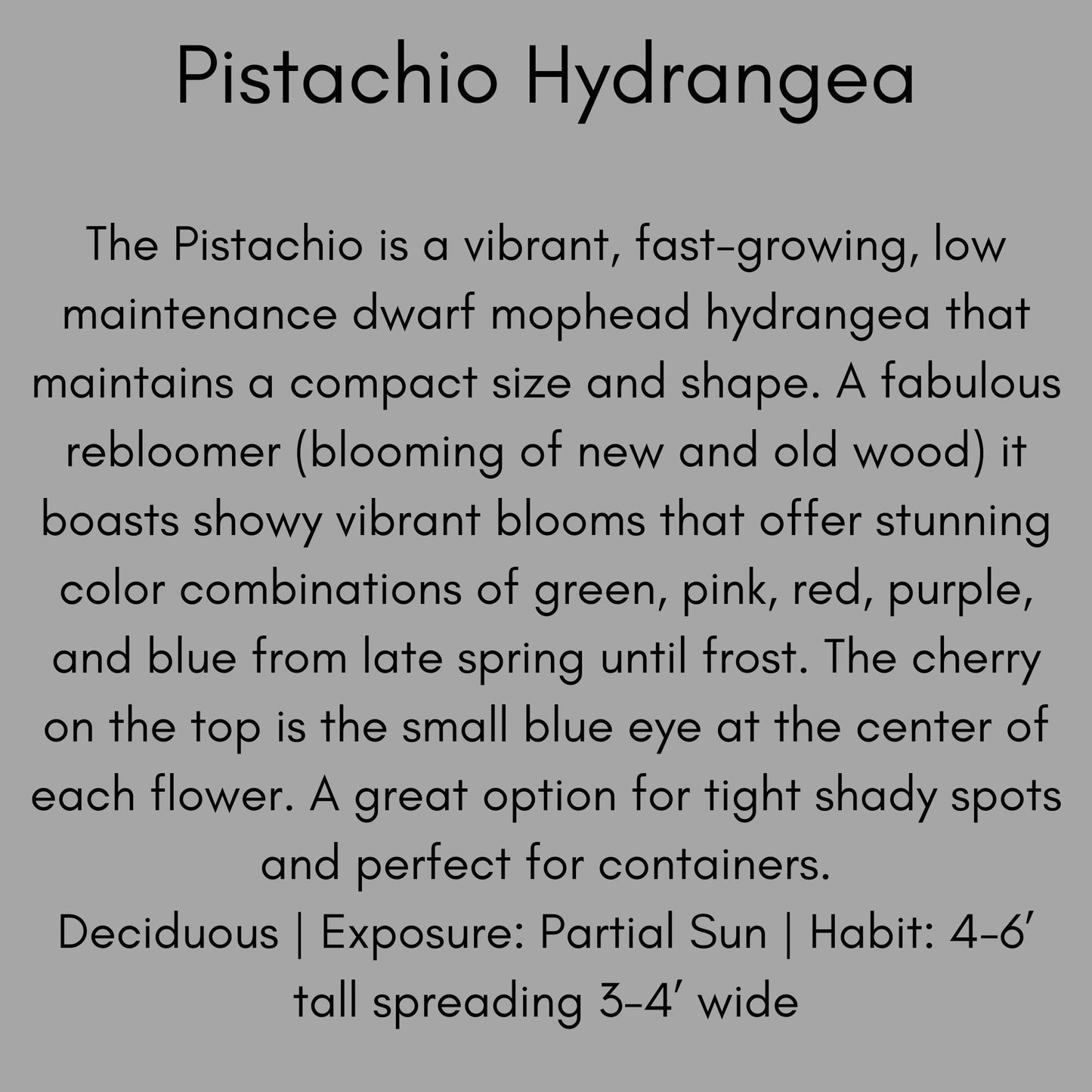 Pistachio Hydrangea 'Horwack' | FREE SHIPPING!