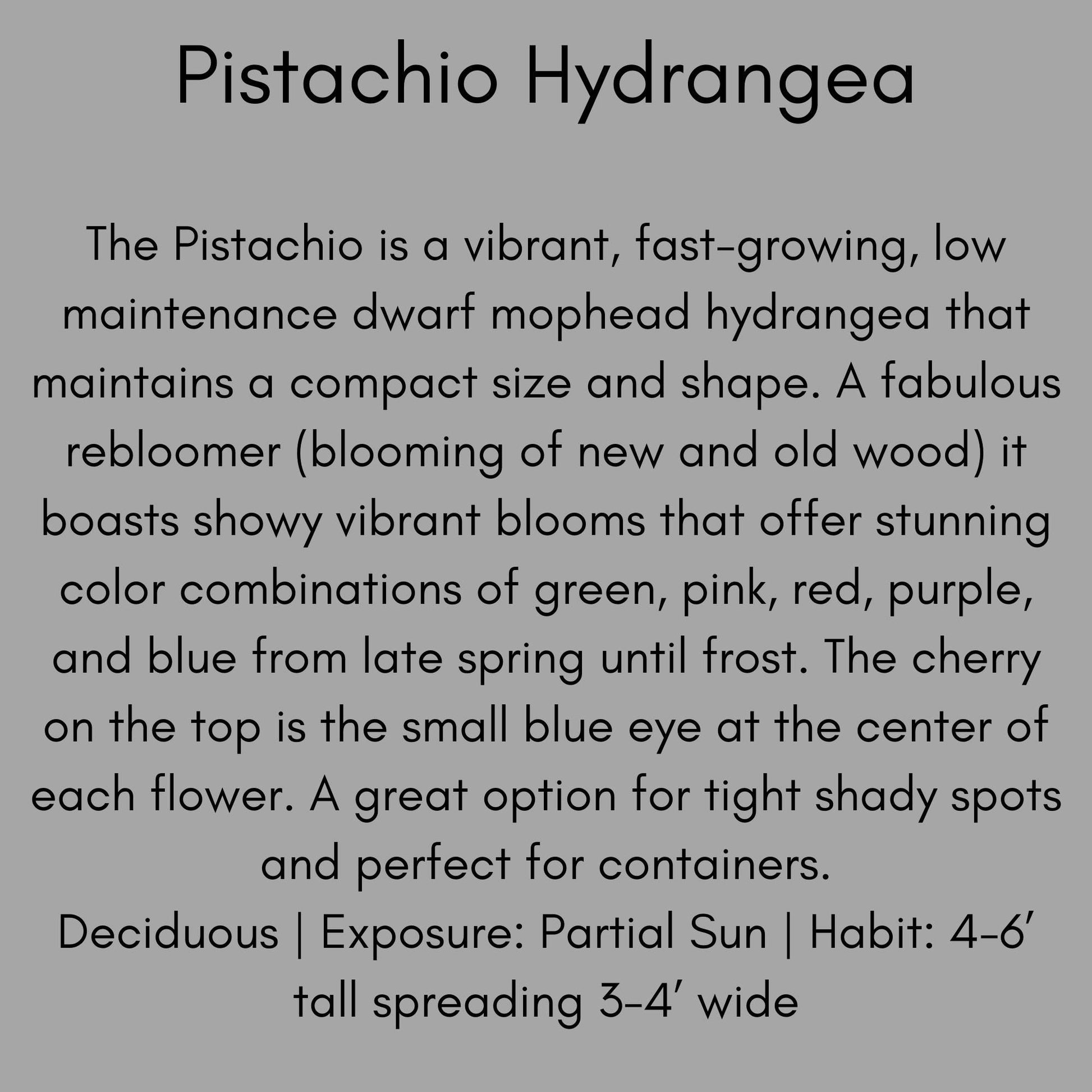 Pistachio Hydrangea 'Horwack' | FREE SHIPPING!