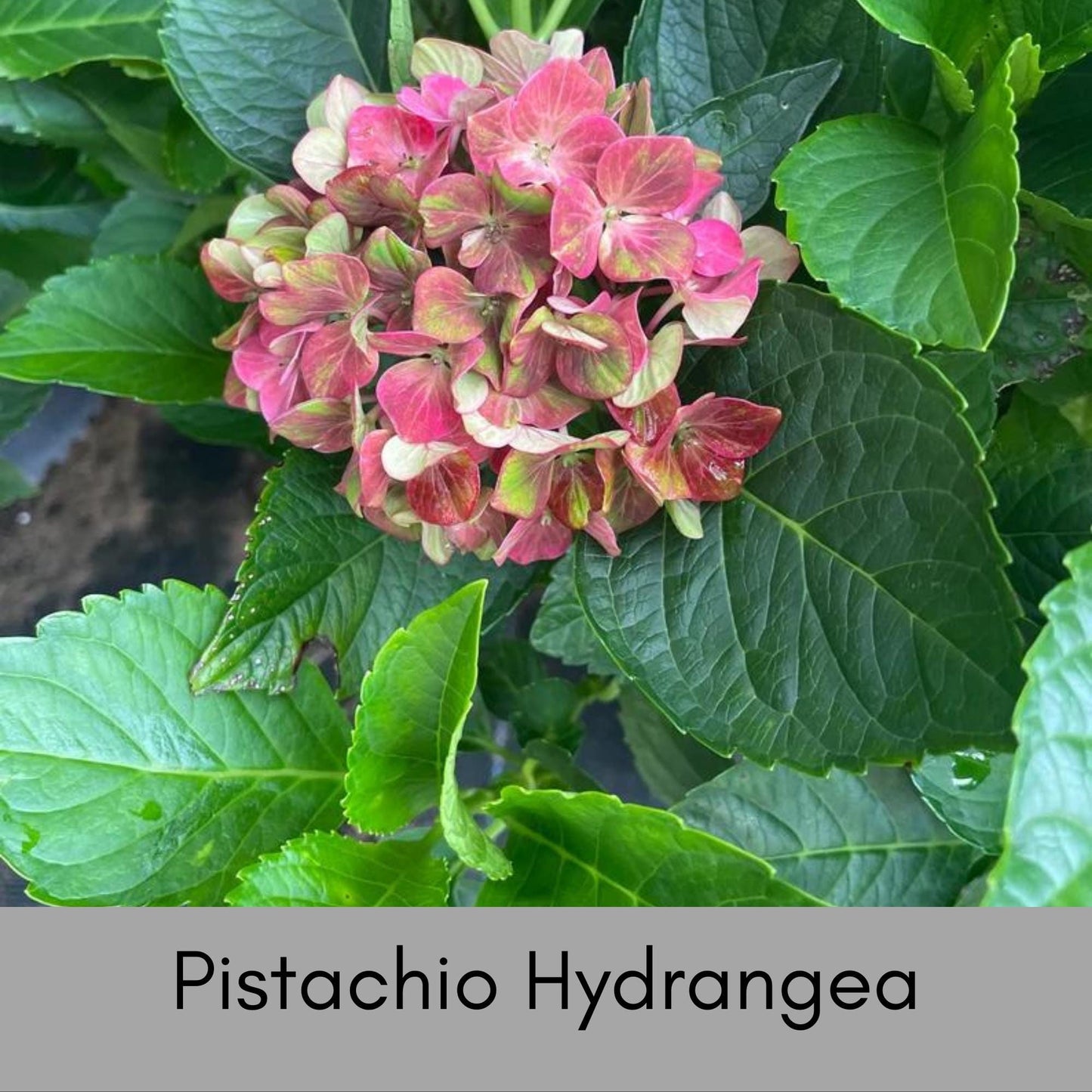 Pistachio Hydrangea 'Horwack' | FREE SHIPPING!