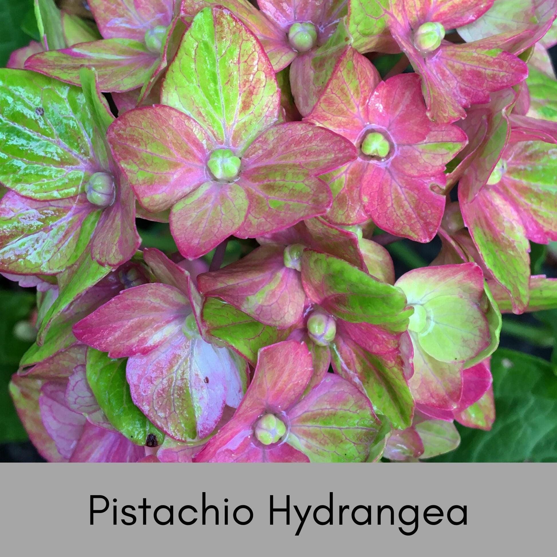 Pistachio Hydrangea 'Horwack' | FREE SHIPPING!