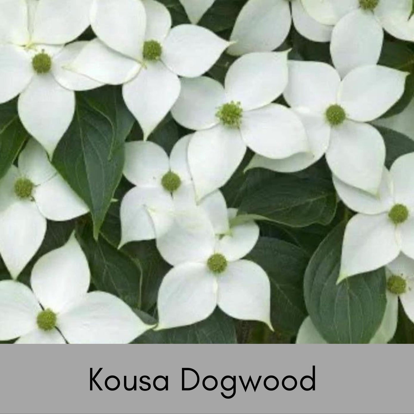 Kousa White Dogwood - Disease Resistant - 4 to 5 Ft. Tall - Free Shipping