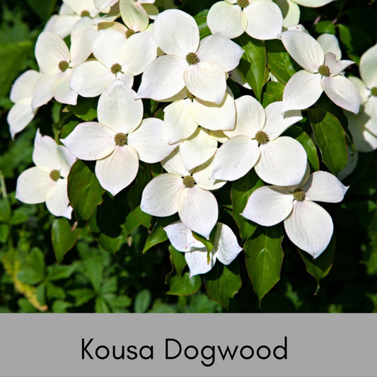 Kousa White Dogwood - Disease Resistant - 4 to 5 Ft. Tall - Free Shipping