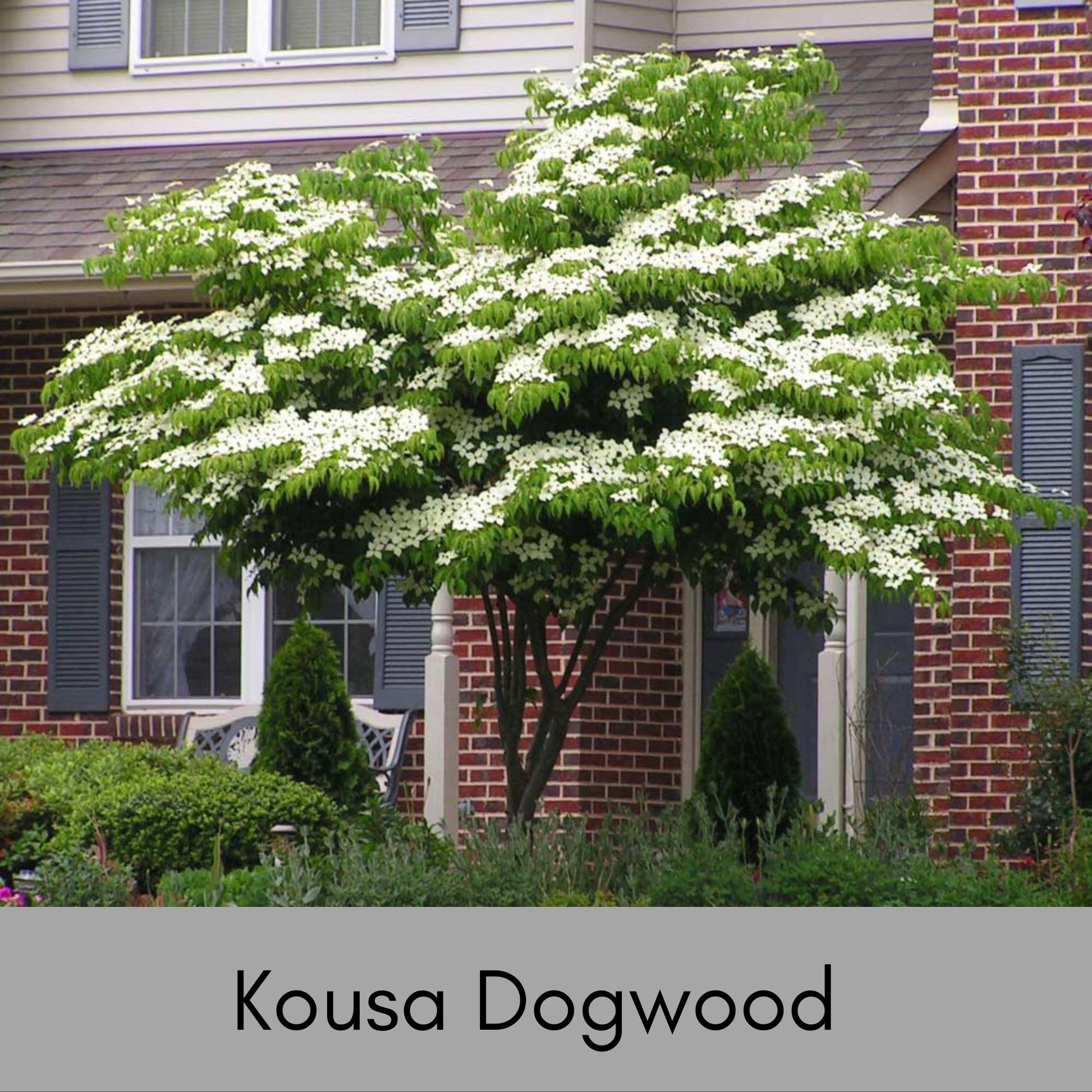 Kousa White Dogwood - Disease Resistant - 4 to 5 Ft. Tall - Free Shipping