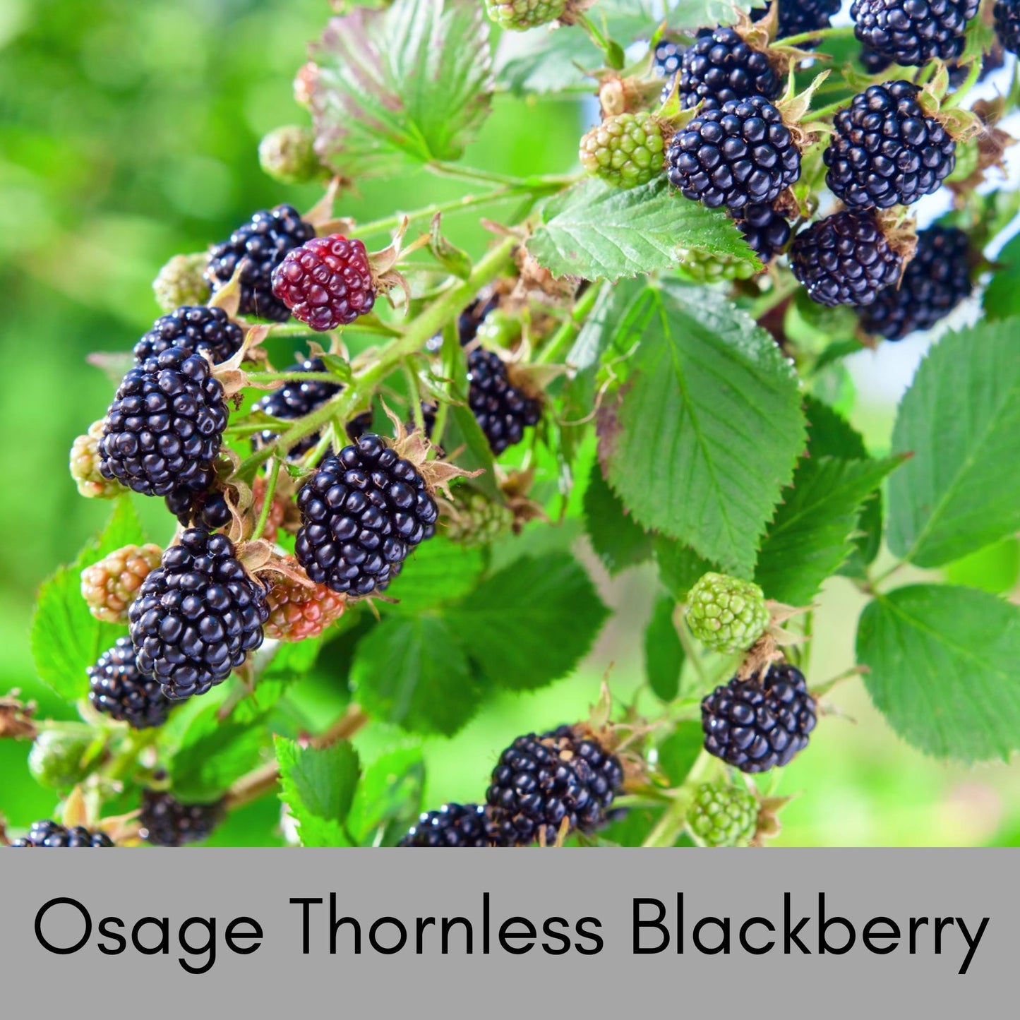 BLACKBERRY PLANT Edible Fruit! | Pesticide Free | 1 Gallon Size | Wildlife Plant