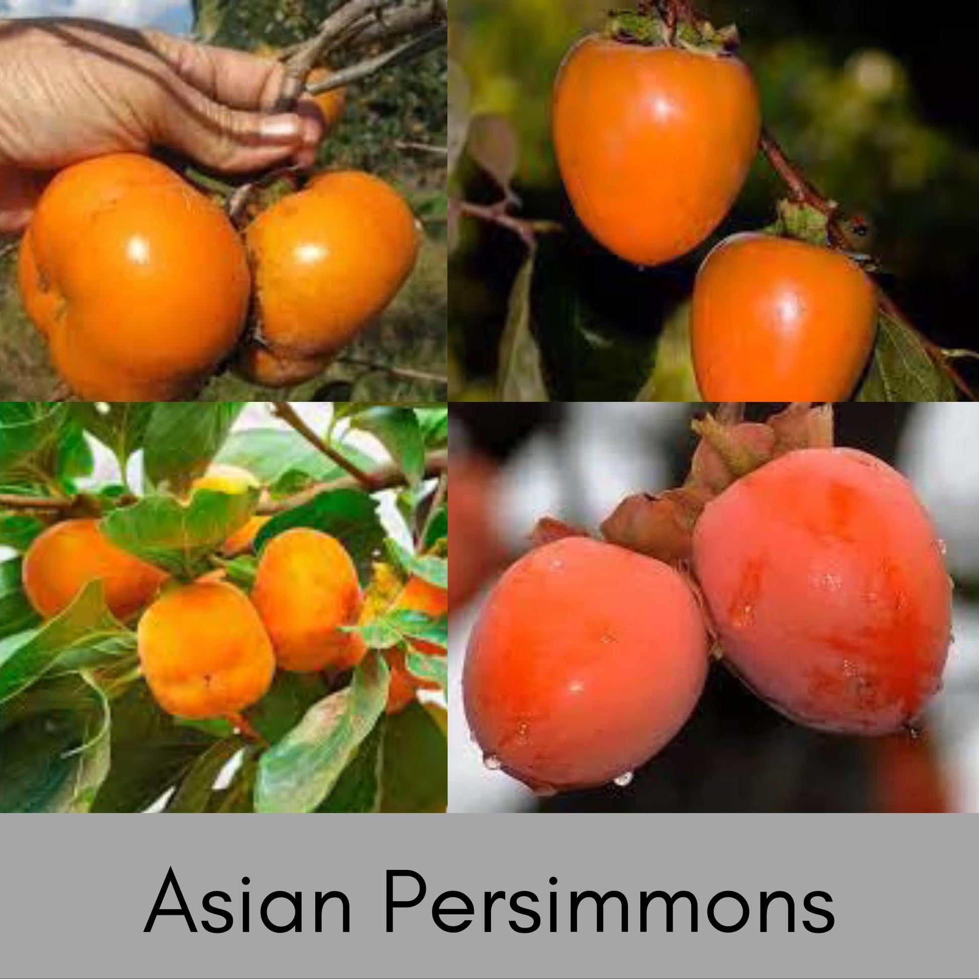 HACHIYA ASIAN PERSIMMONS - Incredible Honey-Sweet Flavor! - 3 to 4 Feet Tall in 3 Gallon Containers - Free Shipping - Fast Growing Tree