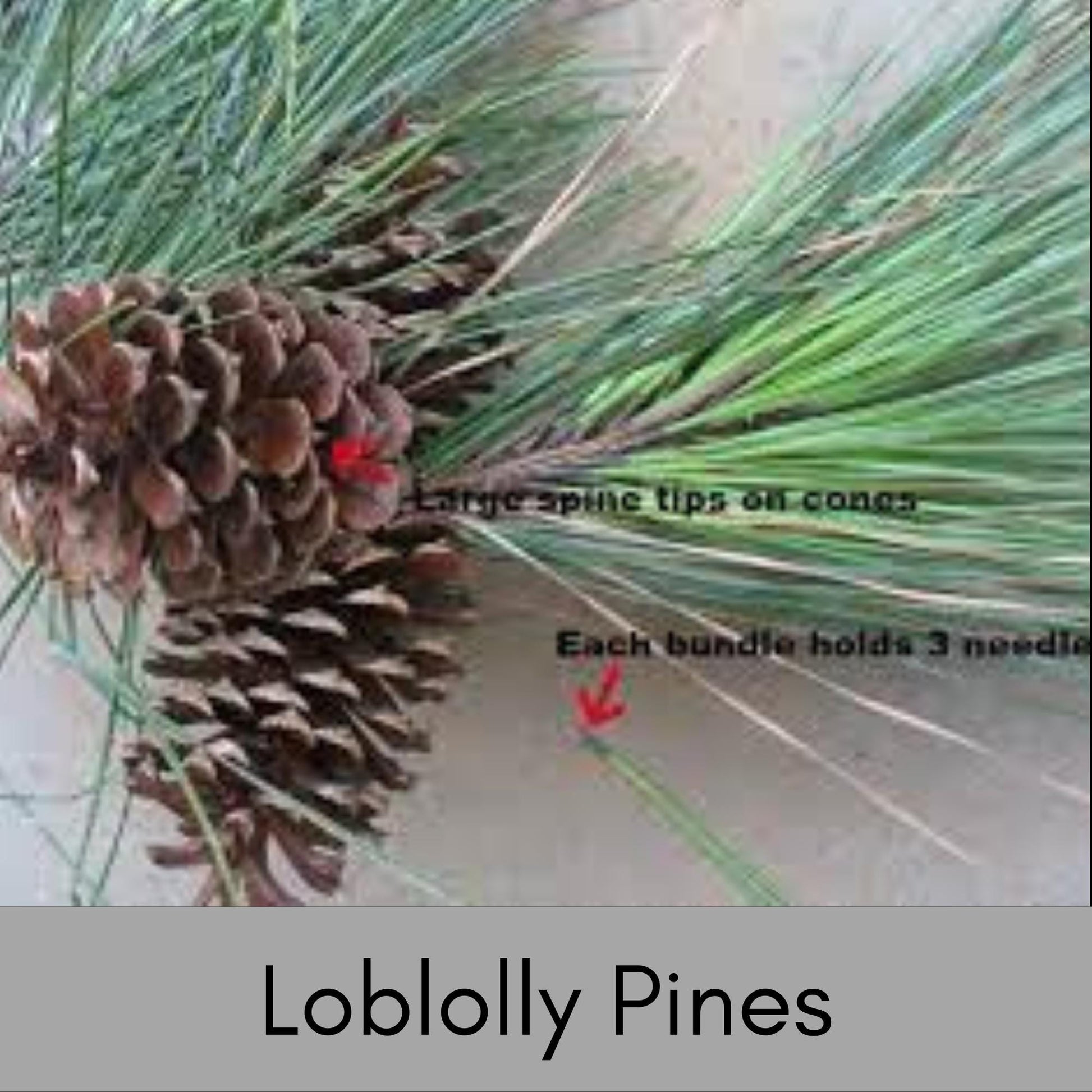 Loblolly Pine Tree | STARTER TREES | SEEDLINGS | Free Shipping!