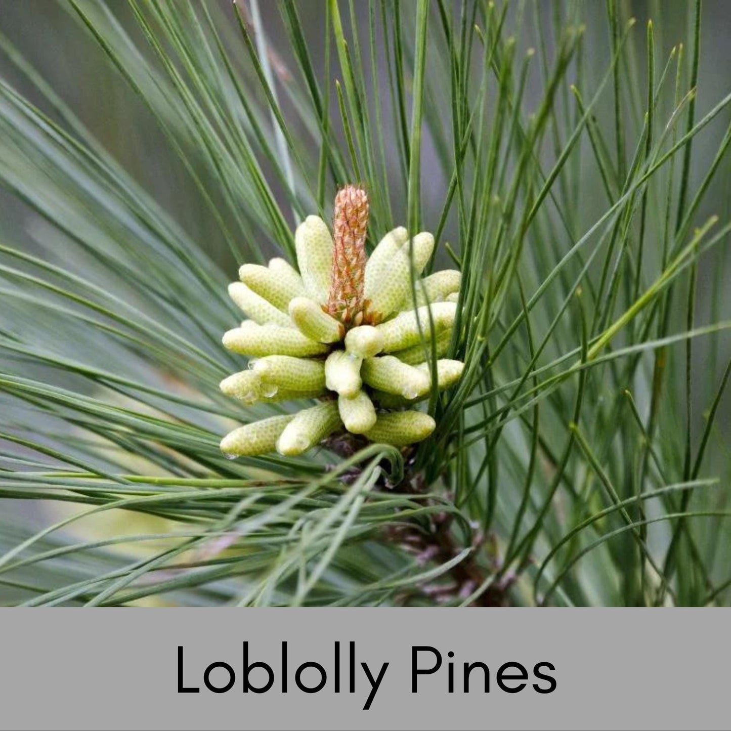 Loblolly Pine Tree | STARTER TREES | SEEDLINGS | Free Shipping!