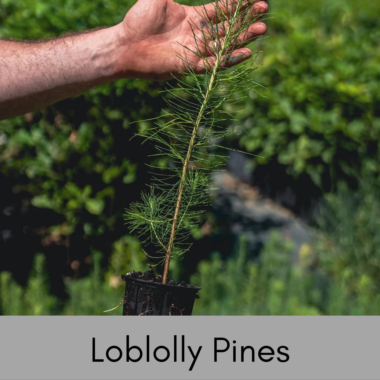 Loblolly Pine Tree | STARTER TREES | SEEDLINGS | Free Shipping!