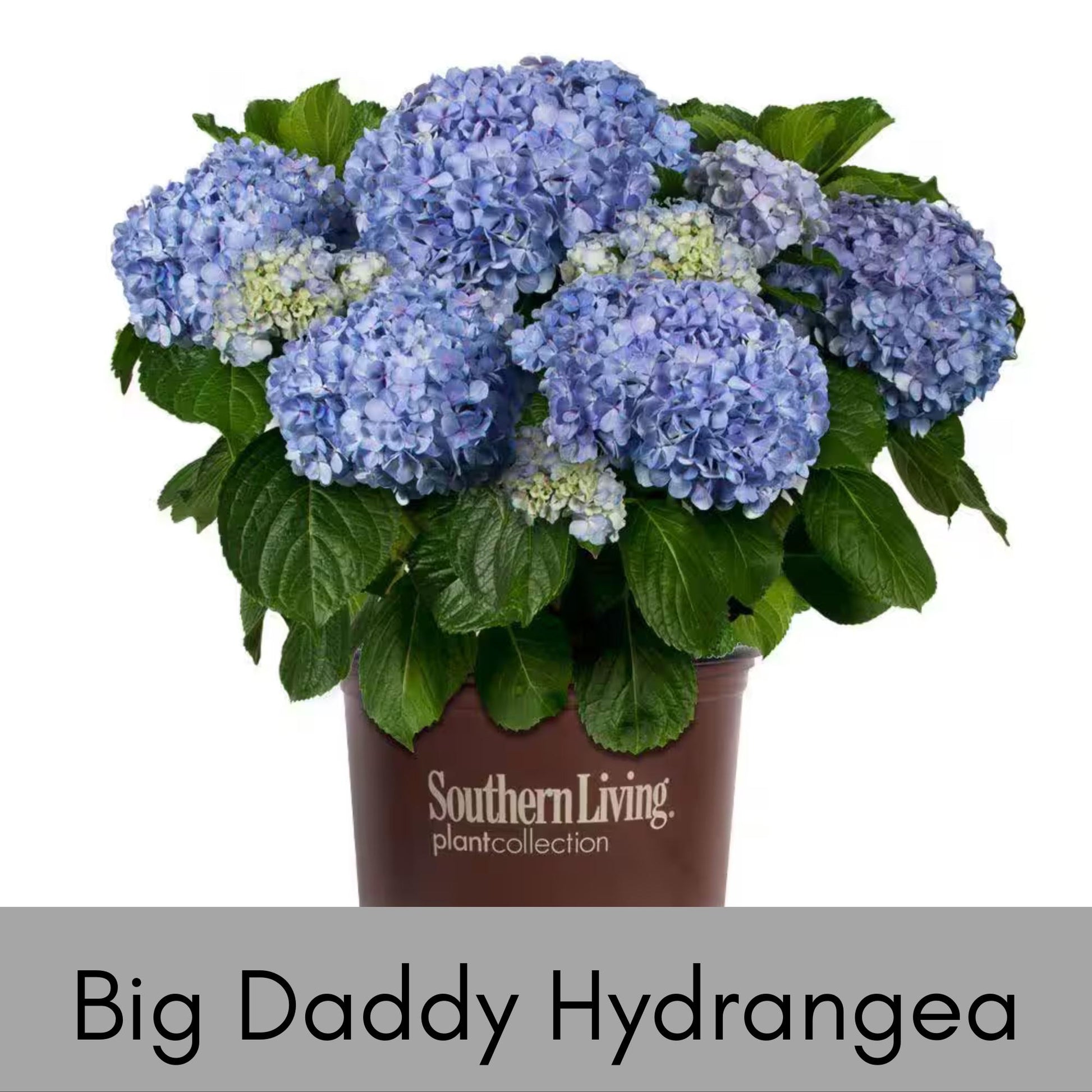 Big Daddy Hydrangea, Hydrangea macrophylla, Big Daddy plant, white hydrangea, 3 Gallon Container, real touch flowers, Decoration plant Gifts