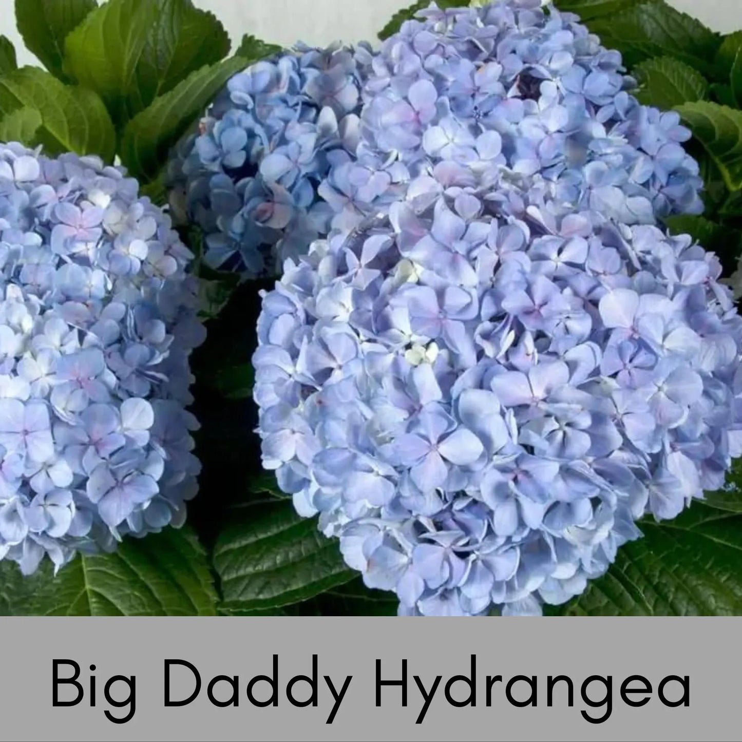 Big Daddy Hydrangea, Hydrangea macrophylla, Big Daddy plant, white hydrangea, 3 Gallon Container, real touch flowers, Decoration plant Gifts