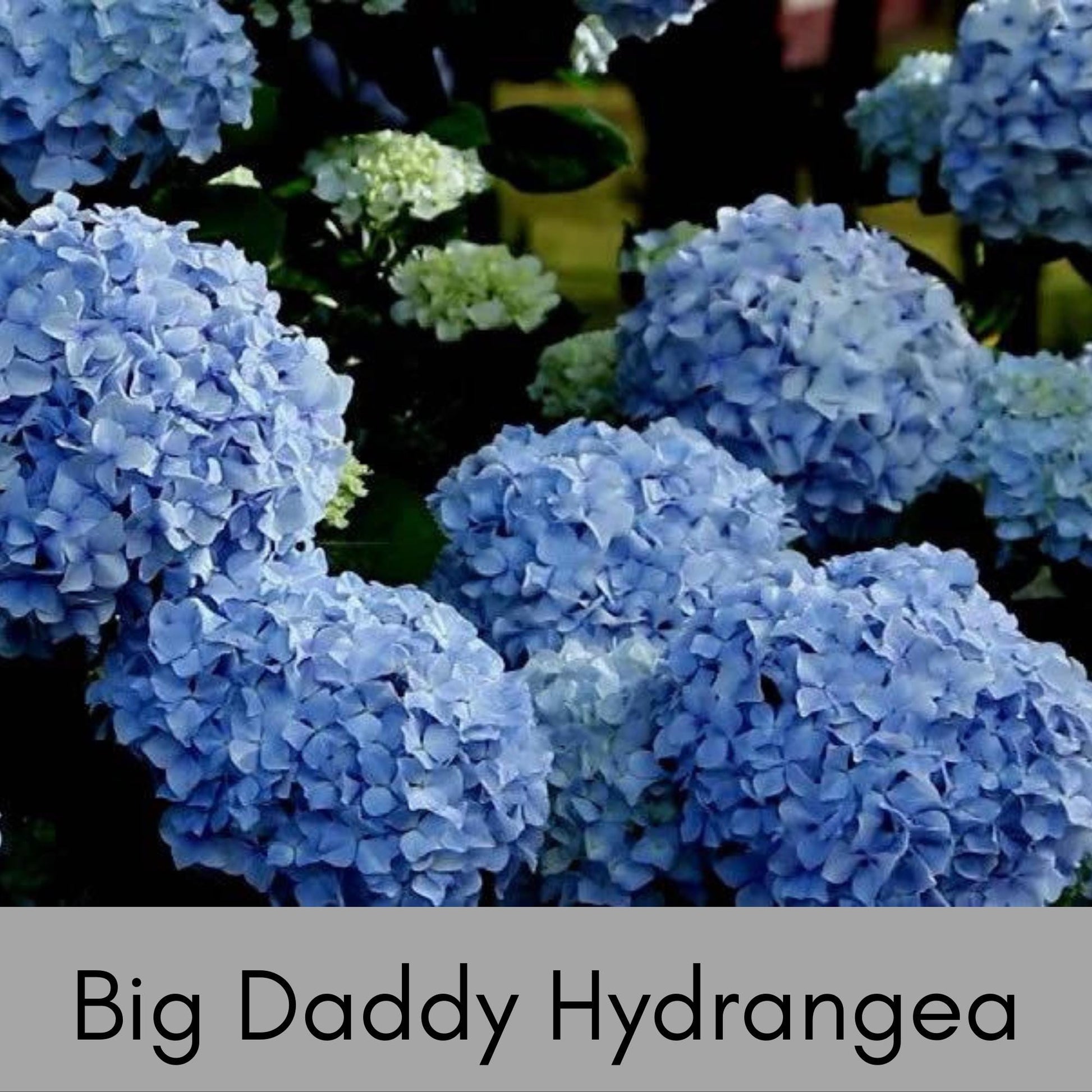 Big Daddy Hydrangea, Hydrangea macrophylla, Big Daddy plant, white hydrangea, 3 Gallon Container, real touch flowers, Decoration plant Gifts