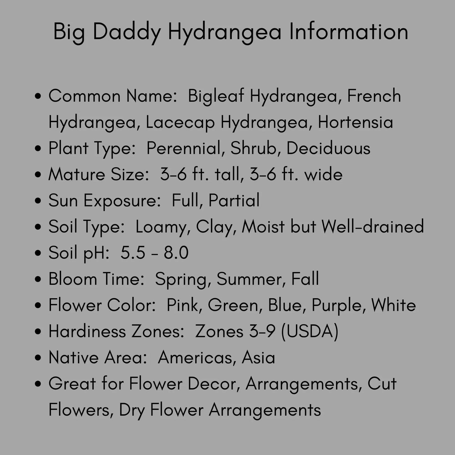 Big Daddy Hydrangea, Hydrangea macrophylla, Big Daddy plant, white hydrangea, 3 Gallon Container, real touch flowers, Decoration plant Gifts